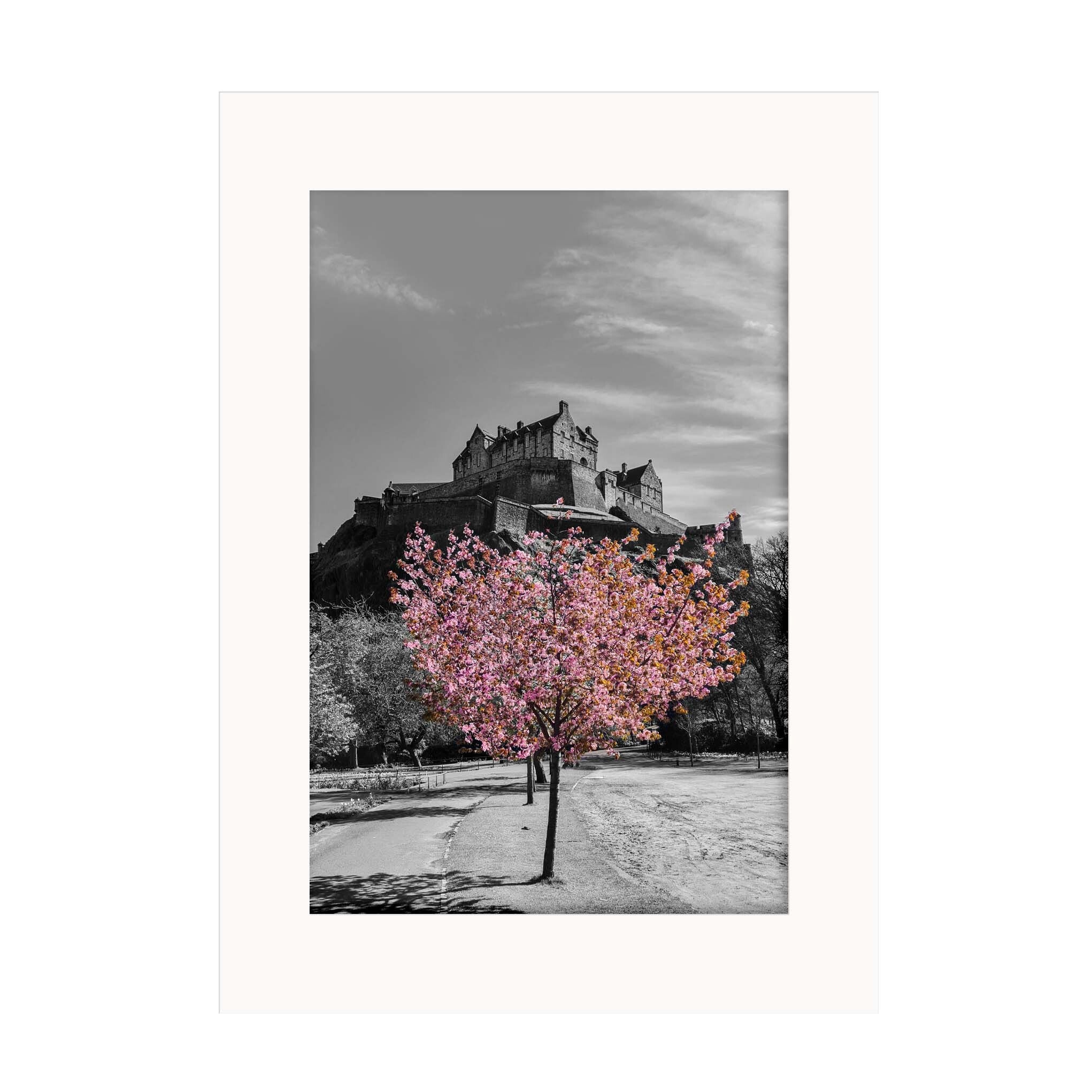 An image of Edinburgh Castle in black and tree full of pink blossom in a mounted print.