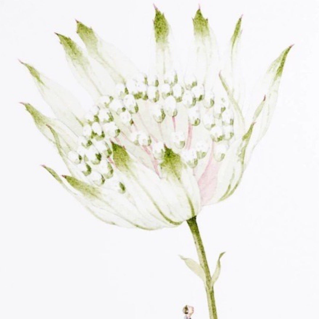 White flower with green leaves on a white background.