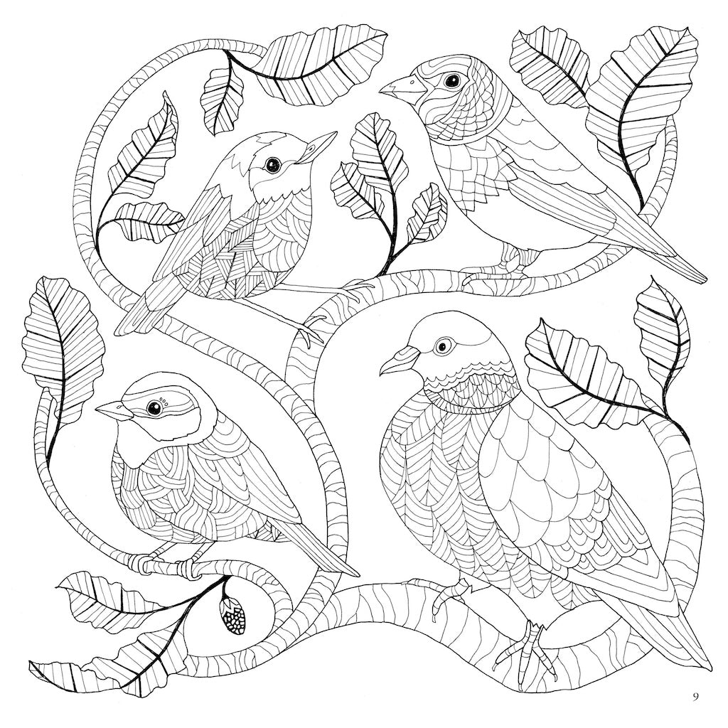 Inside page of Scottish birds colouring page uncoloured.