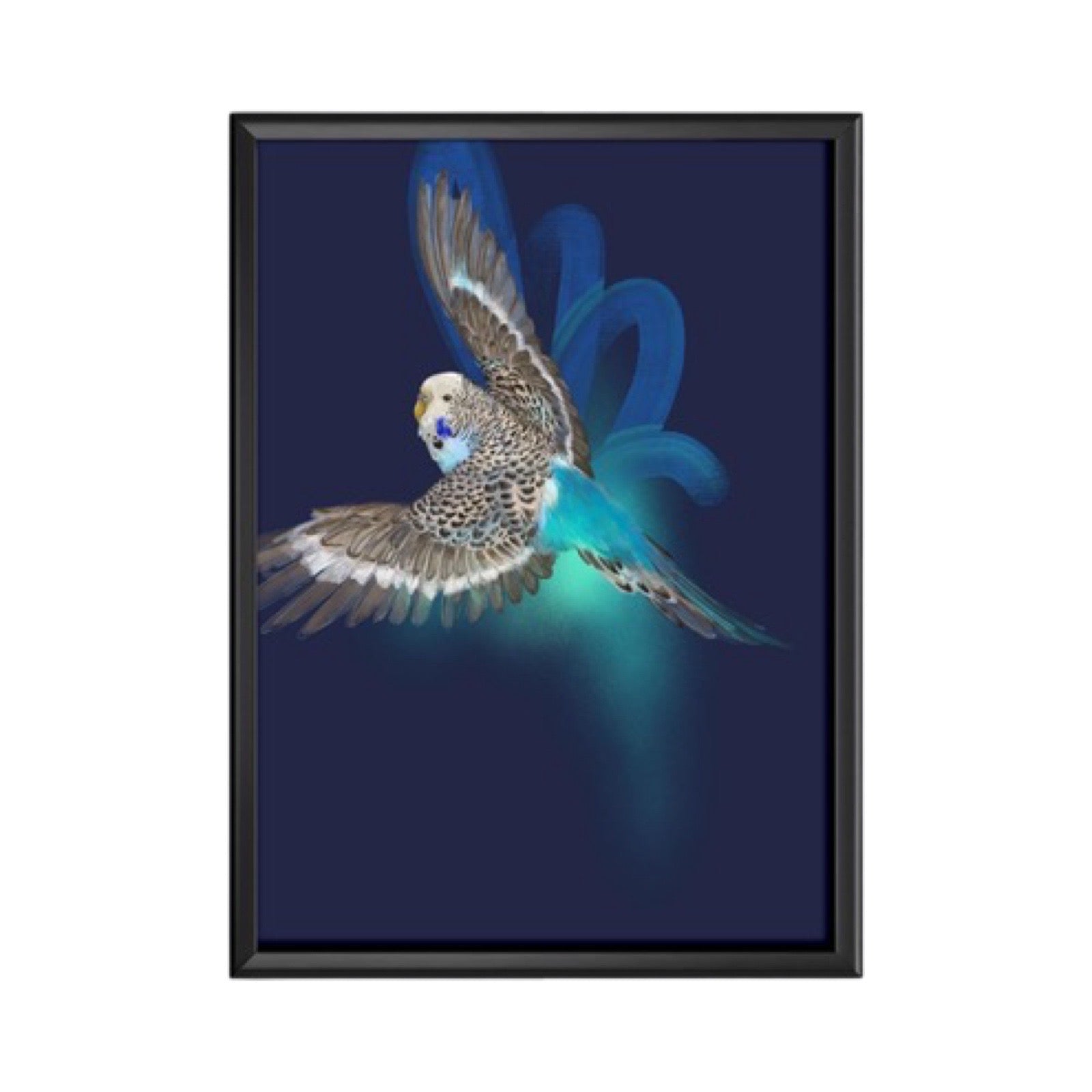 Bird lovers print from an original painting of a black, white and blue budgerigar in mid-flight on a navy background.