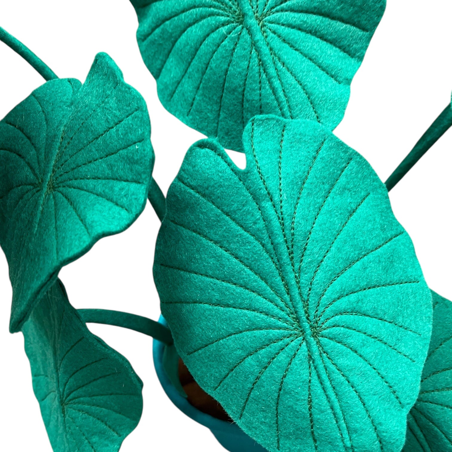 close up of calathea felt plant leaves