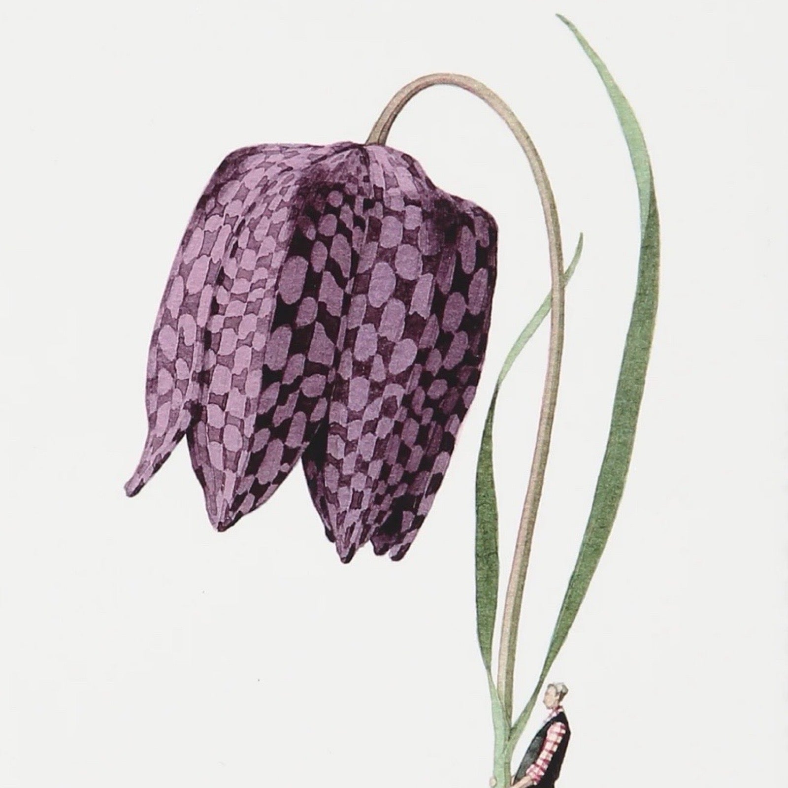 Illustration of a purple checkered flower with green leaves on a white background.