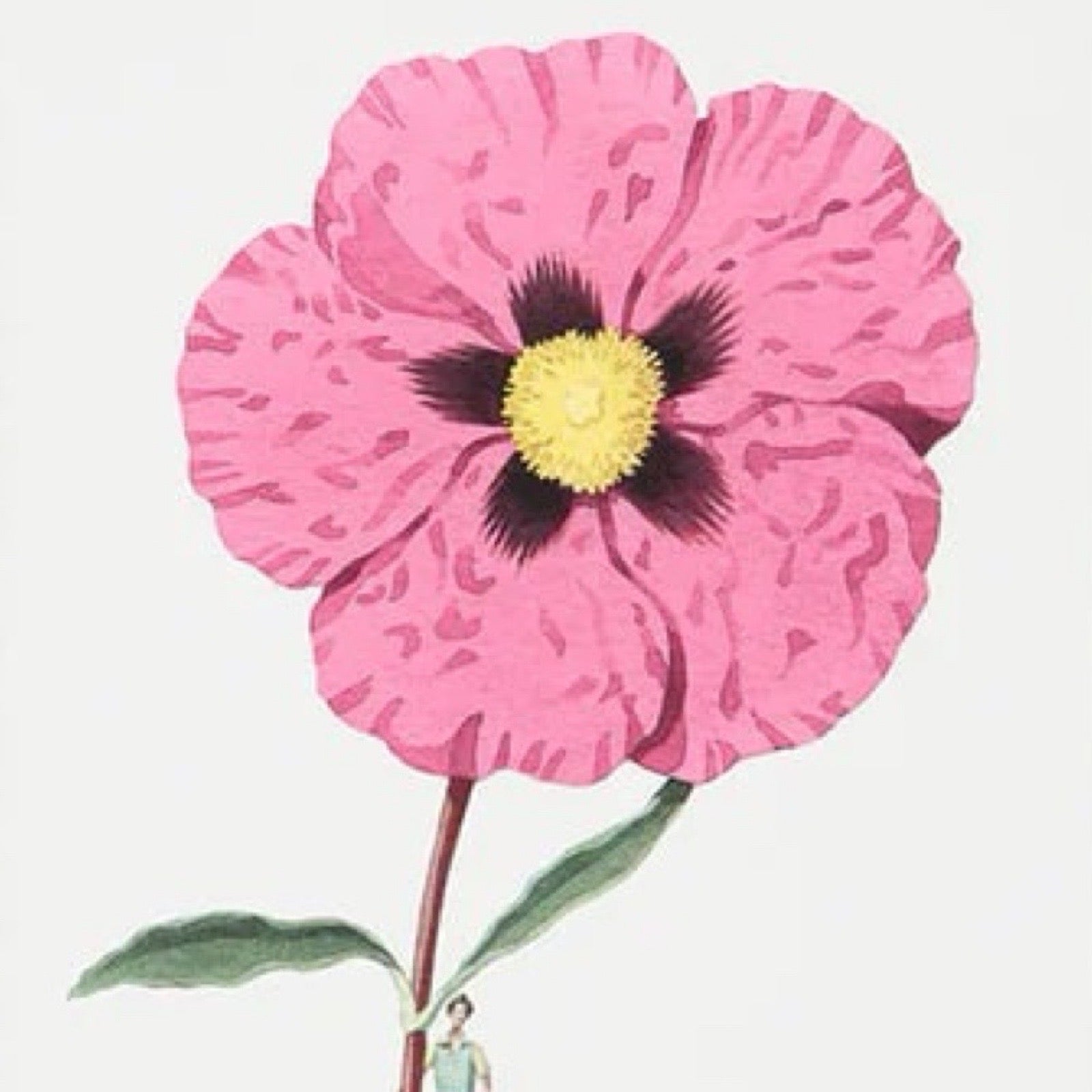 Illustration of a pink flower with a yellow center on a white background.