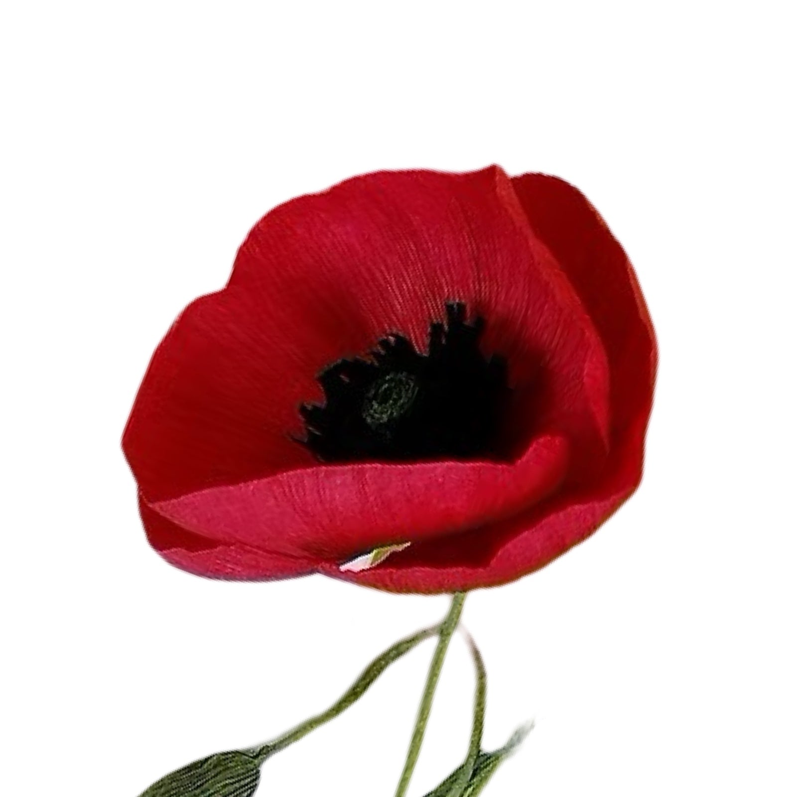 Red poppy flower on a white background.
