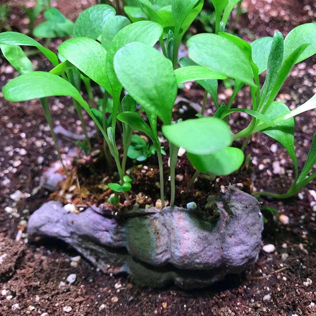 Small green plants growing in a decorative stone pot on soil.
