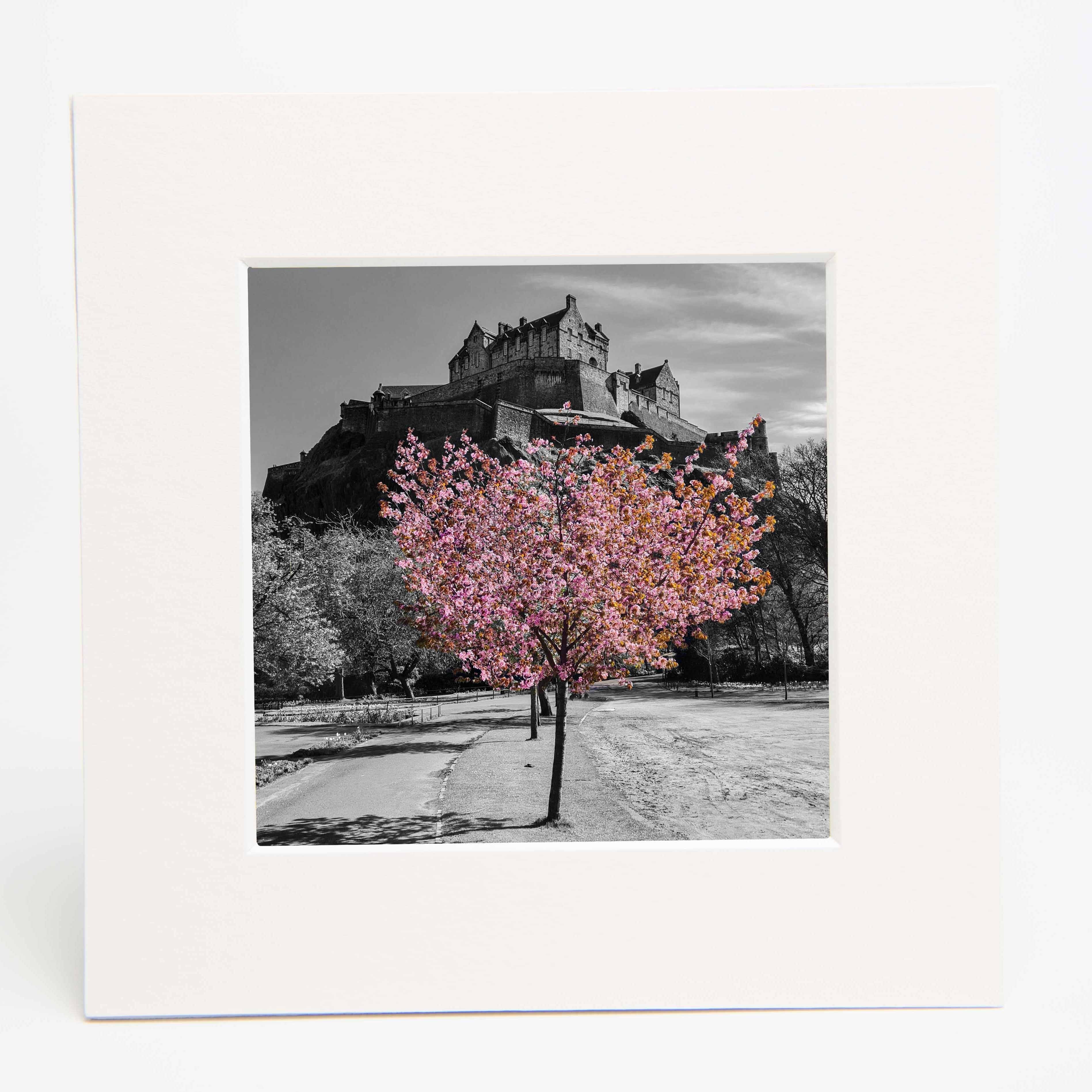 An image of Edinburgh Castle in black and white with a tree full of pink blossom in a square mounted print.