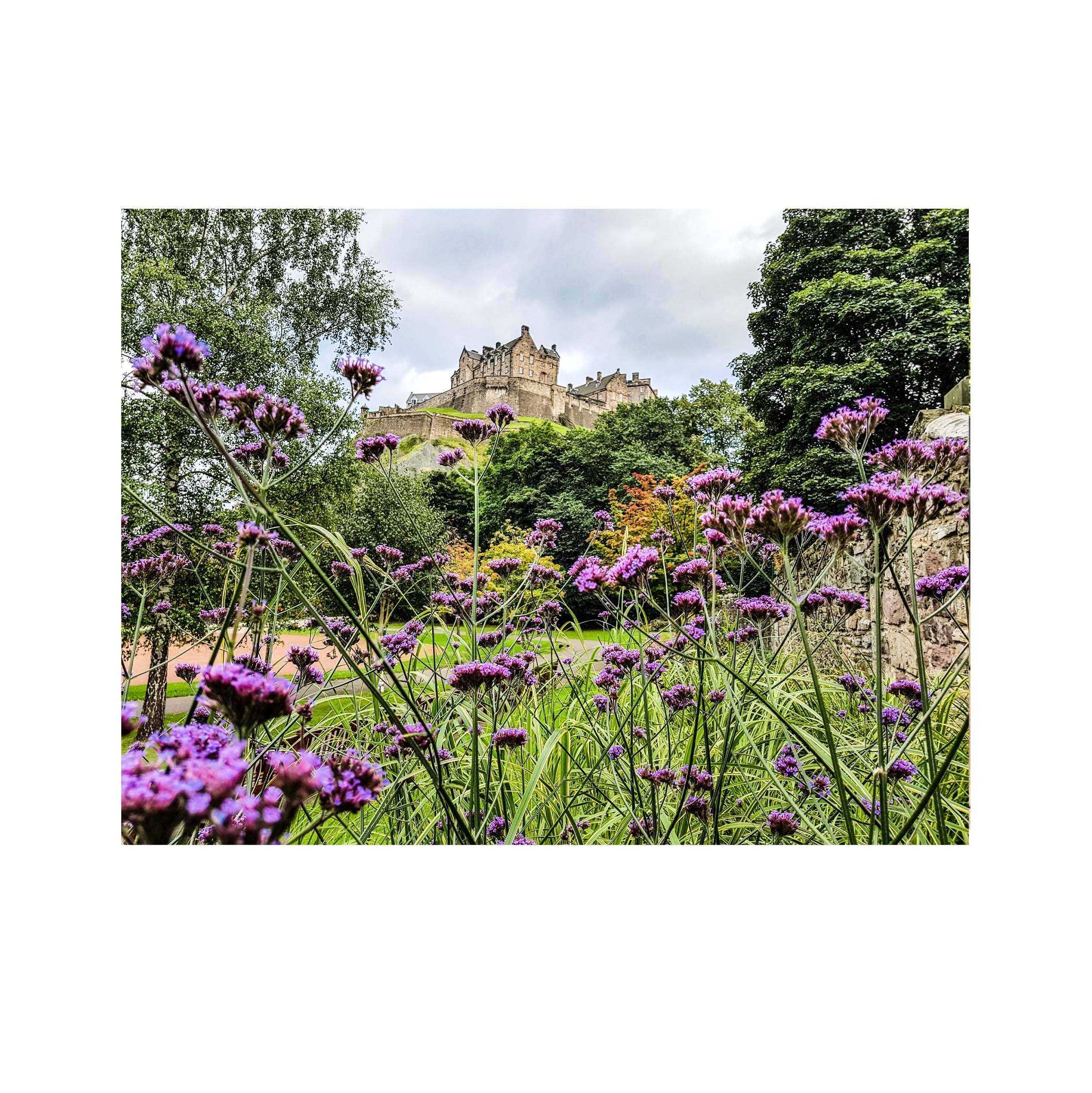 A picture of purple flowers in the foreground with Edinburgh Castle in the background