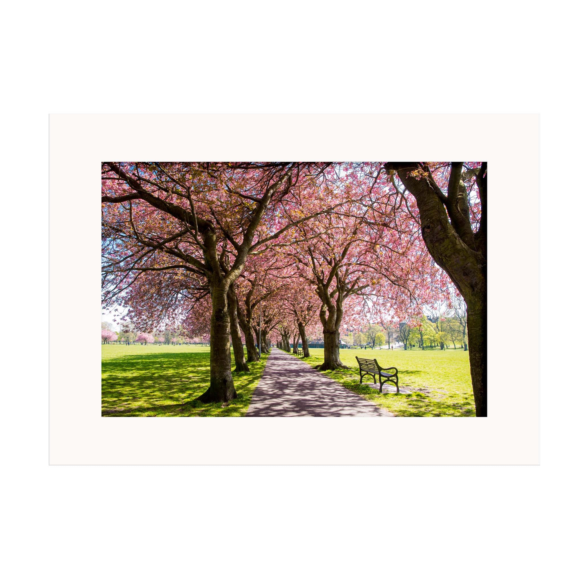 An image of the Meadows, Edinburgh showing trees full of pink blossom and a bench in a mount.