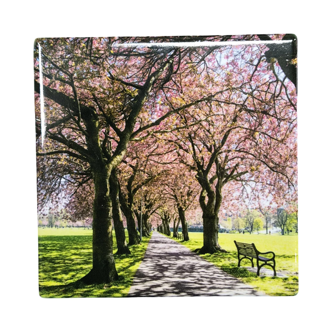 An image of a cherry tree lined street on a coaster.