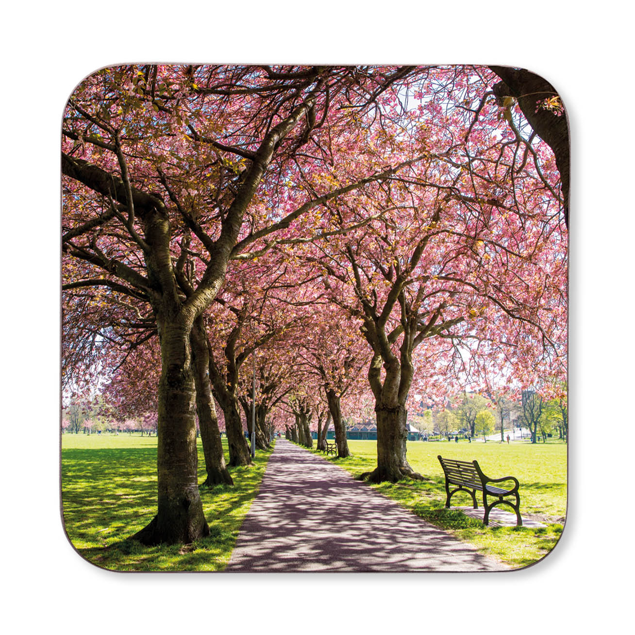 An image of a pathway lined with cherry blossom trees in full bloom in the meadows on a coaster.