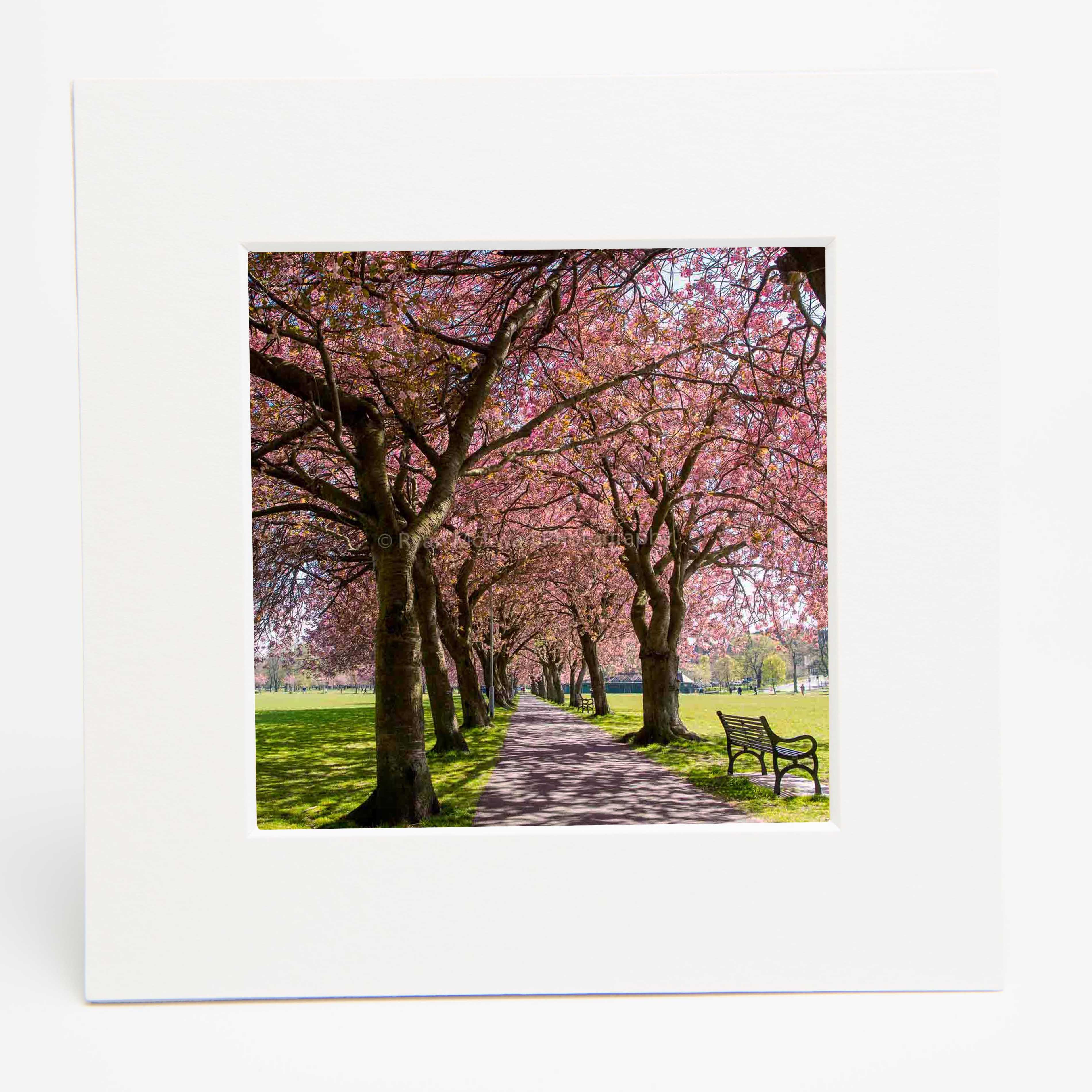 An image of the Meadows, with trees full of pink blossom in a white mount.