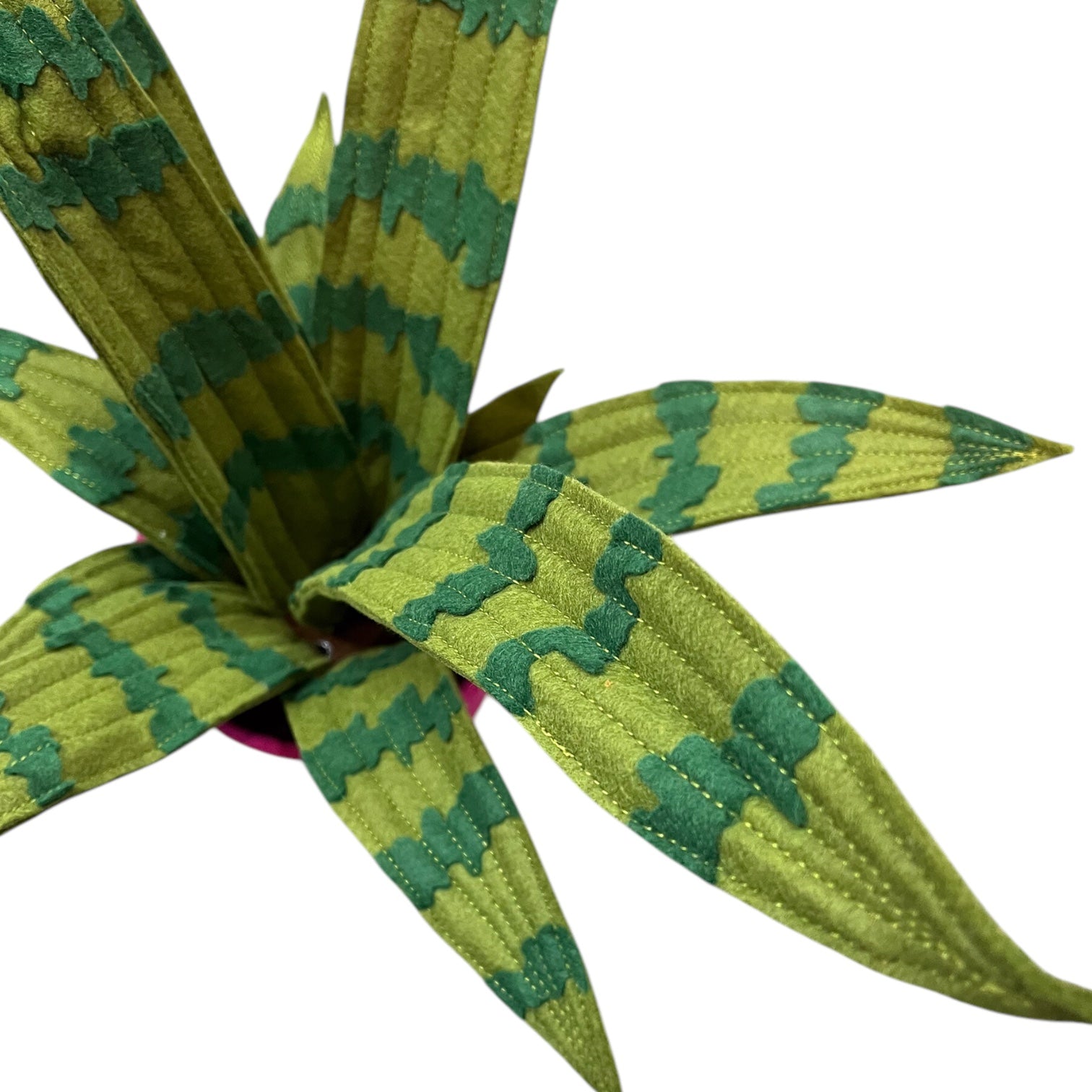 close up of a felt sansevieria snake plant