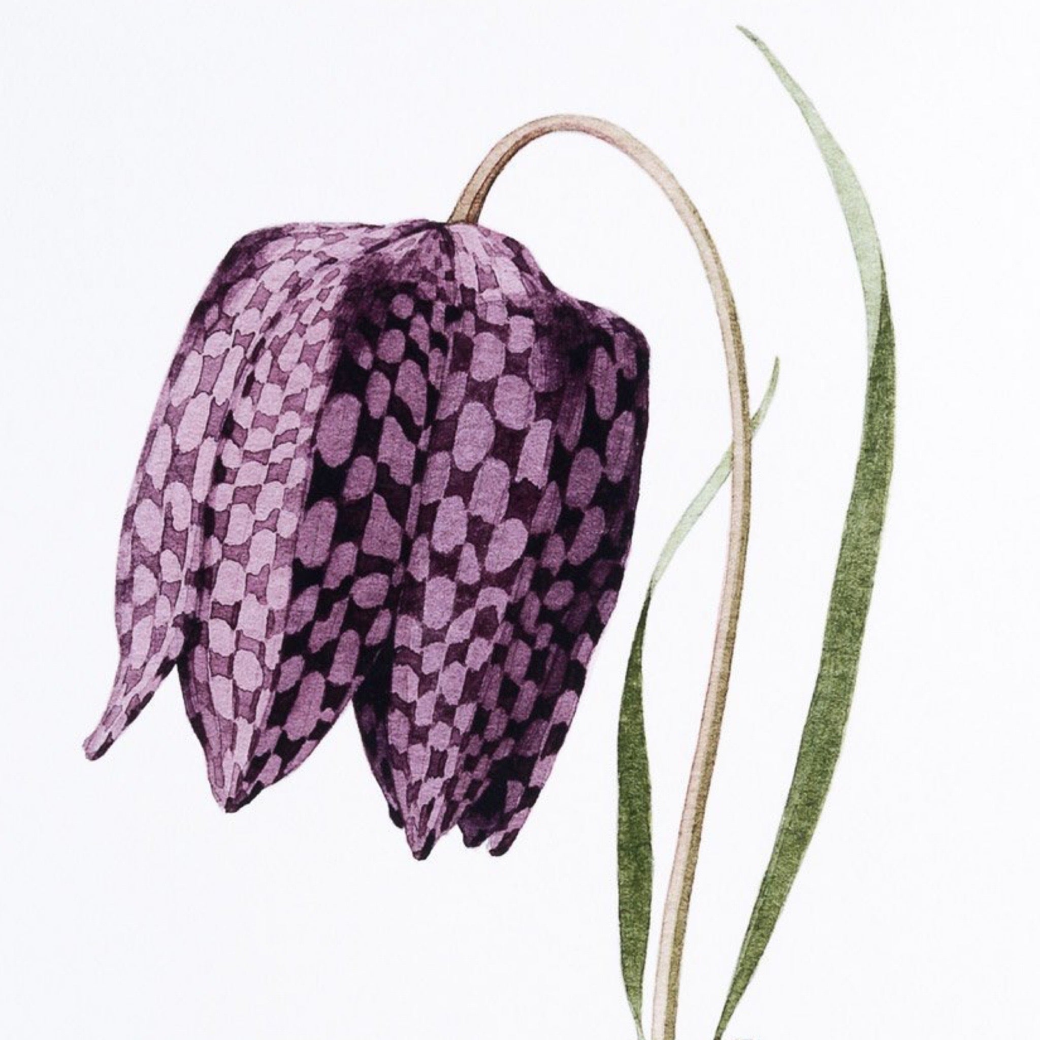 Purple flower illustration.
