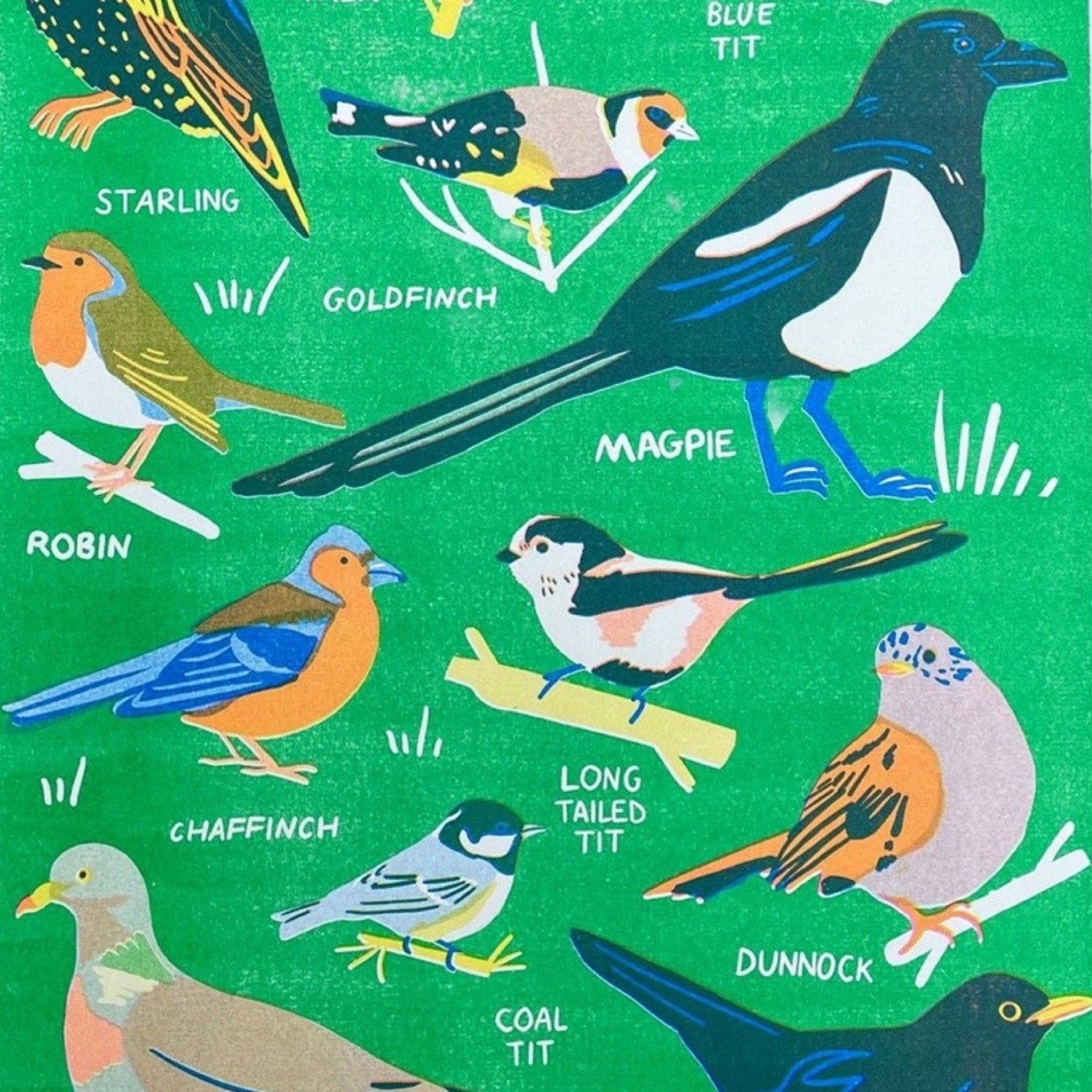 Illustrations of various birds with labels on a green background.