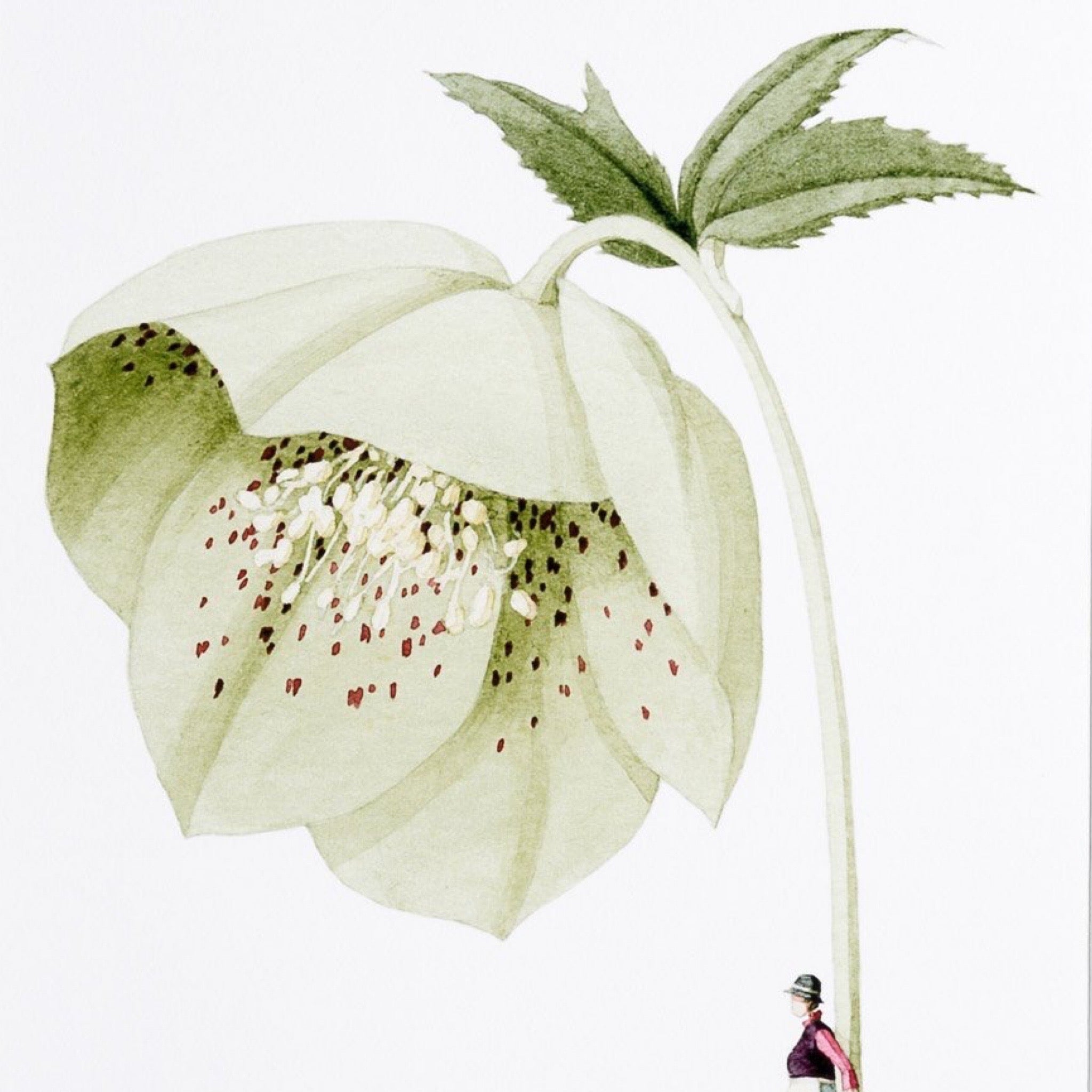 Illustration of a white flower with green leaves on a white background.