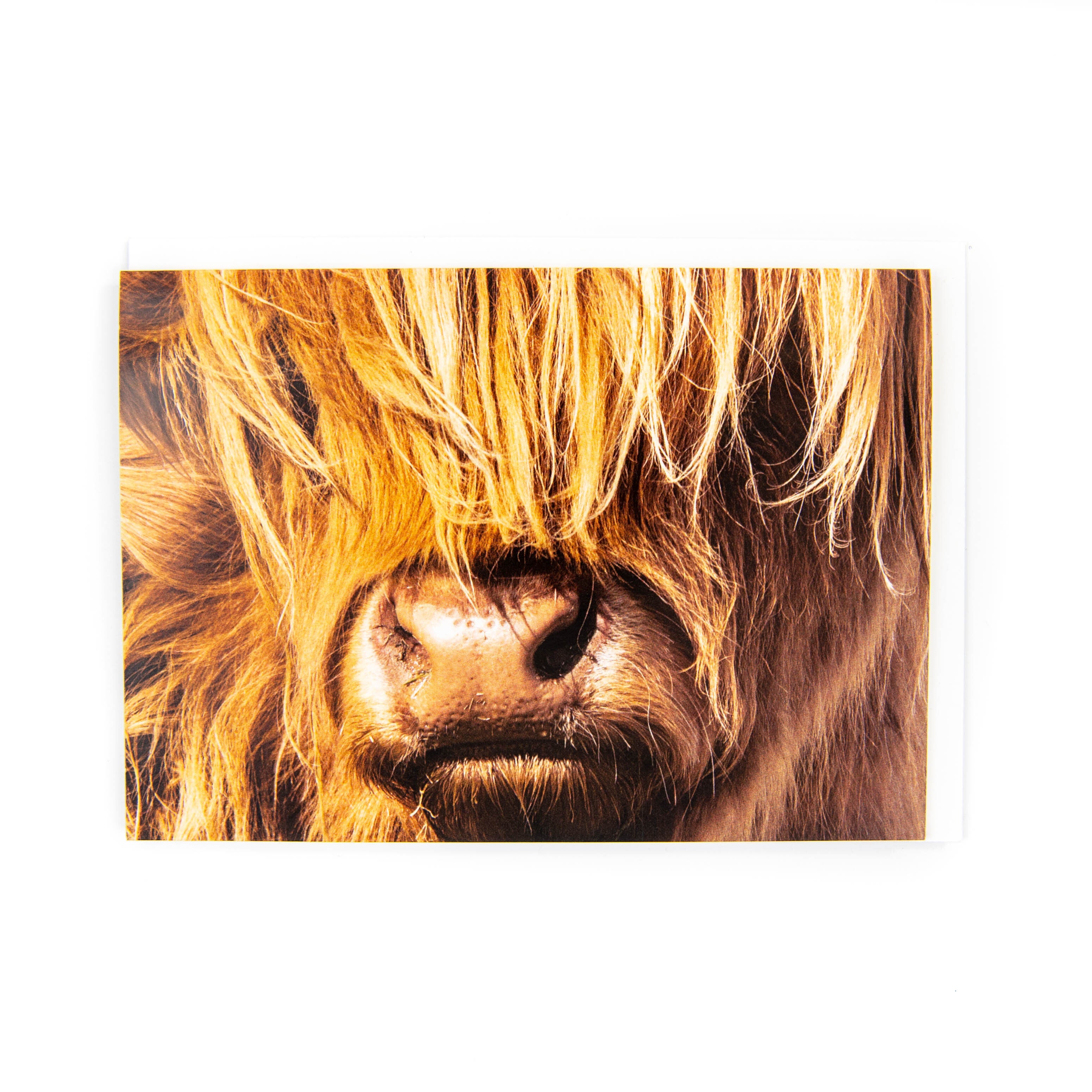 A greeting card featuring a close up of a Highland Cow with a blurred background.