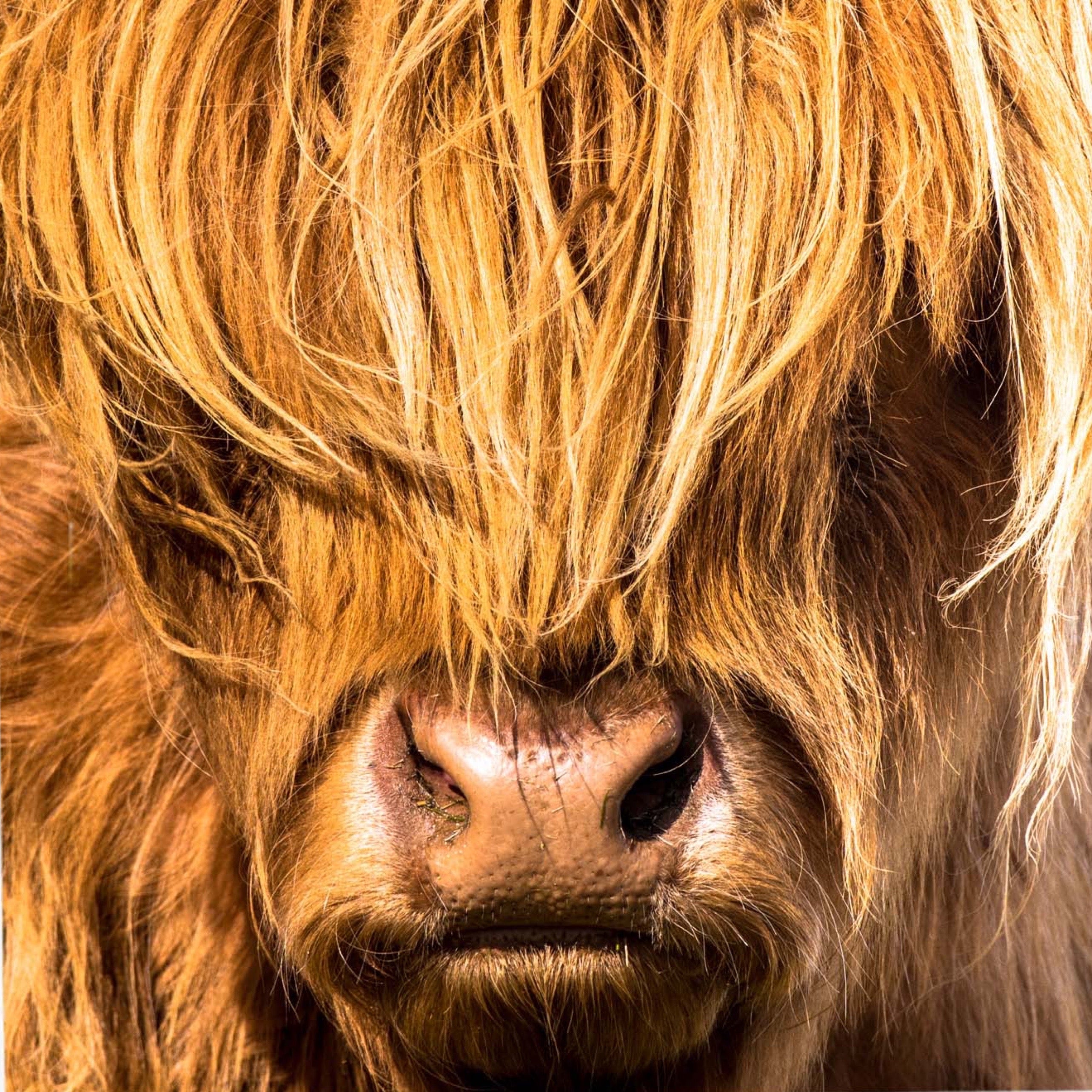 A close up picture of a Highland Cow.