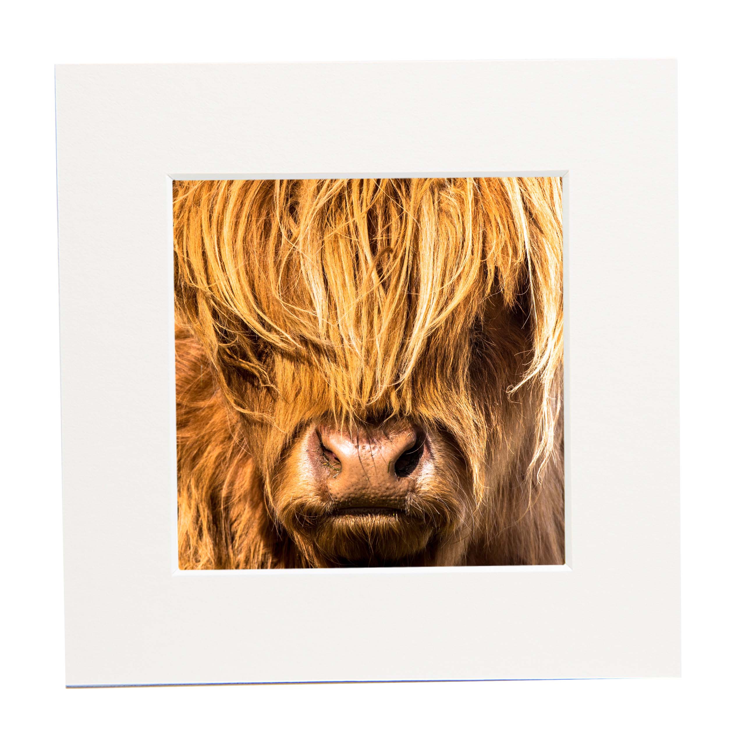 A close up picture of a Highland Cow in a square mount.