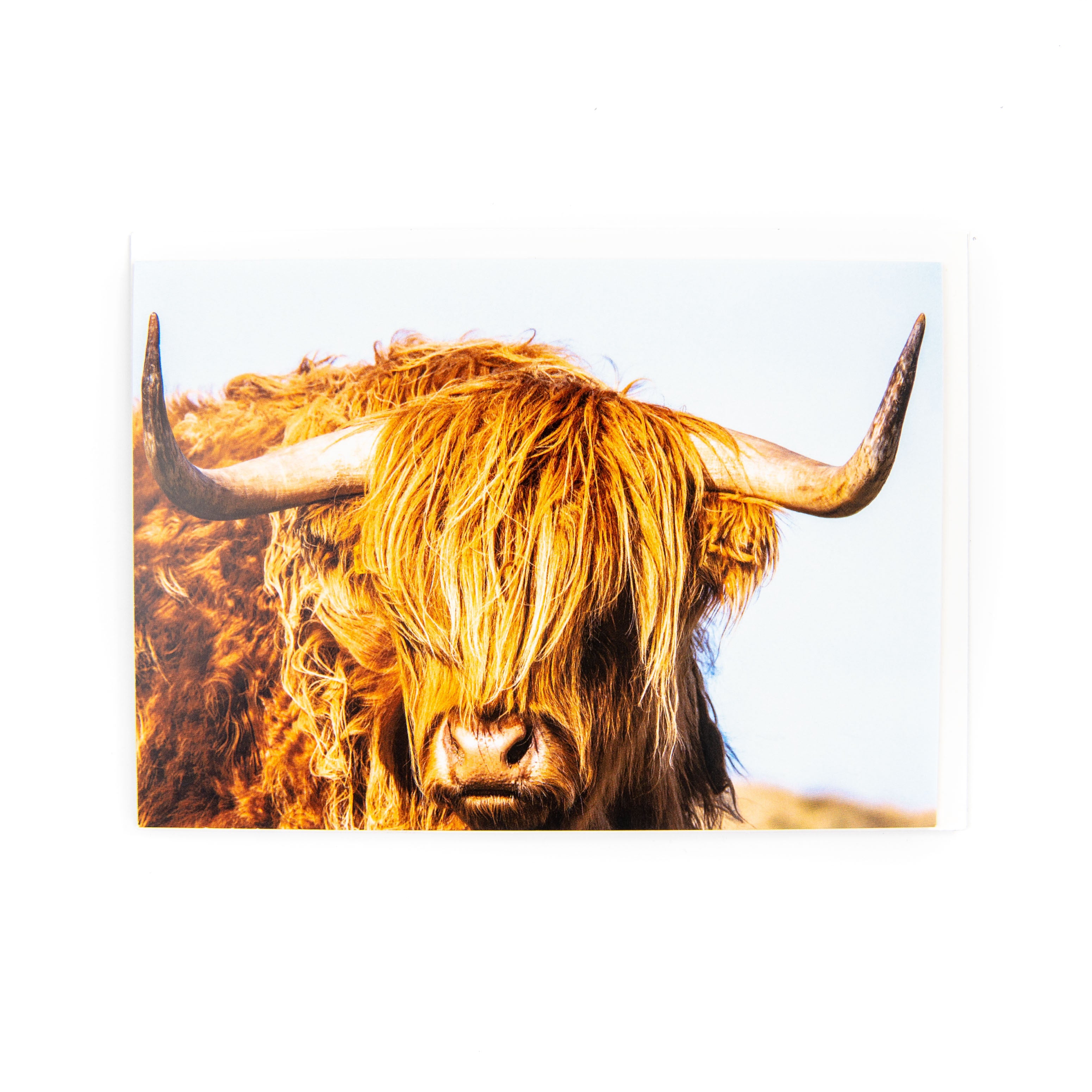 A greeting card featuring a close-up photograph of a Highland Cow.