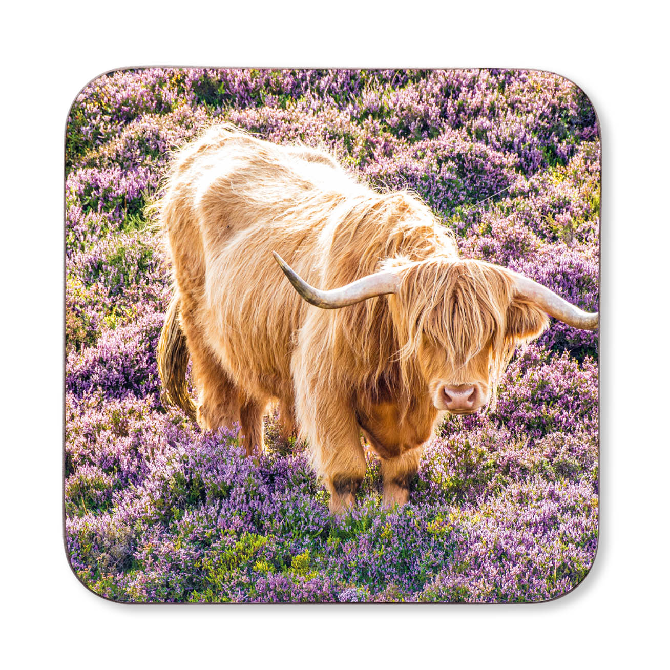 Coaster with a highland cow in a field of purple flowers
