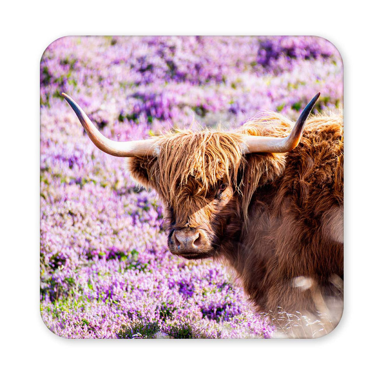Highland cow in a field of purple flowers on a square coaster with rounded corners.