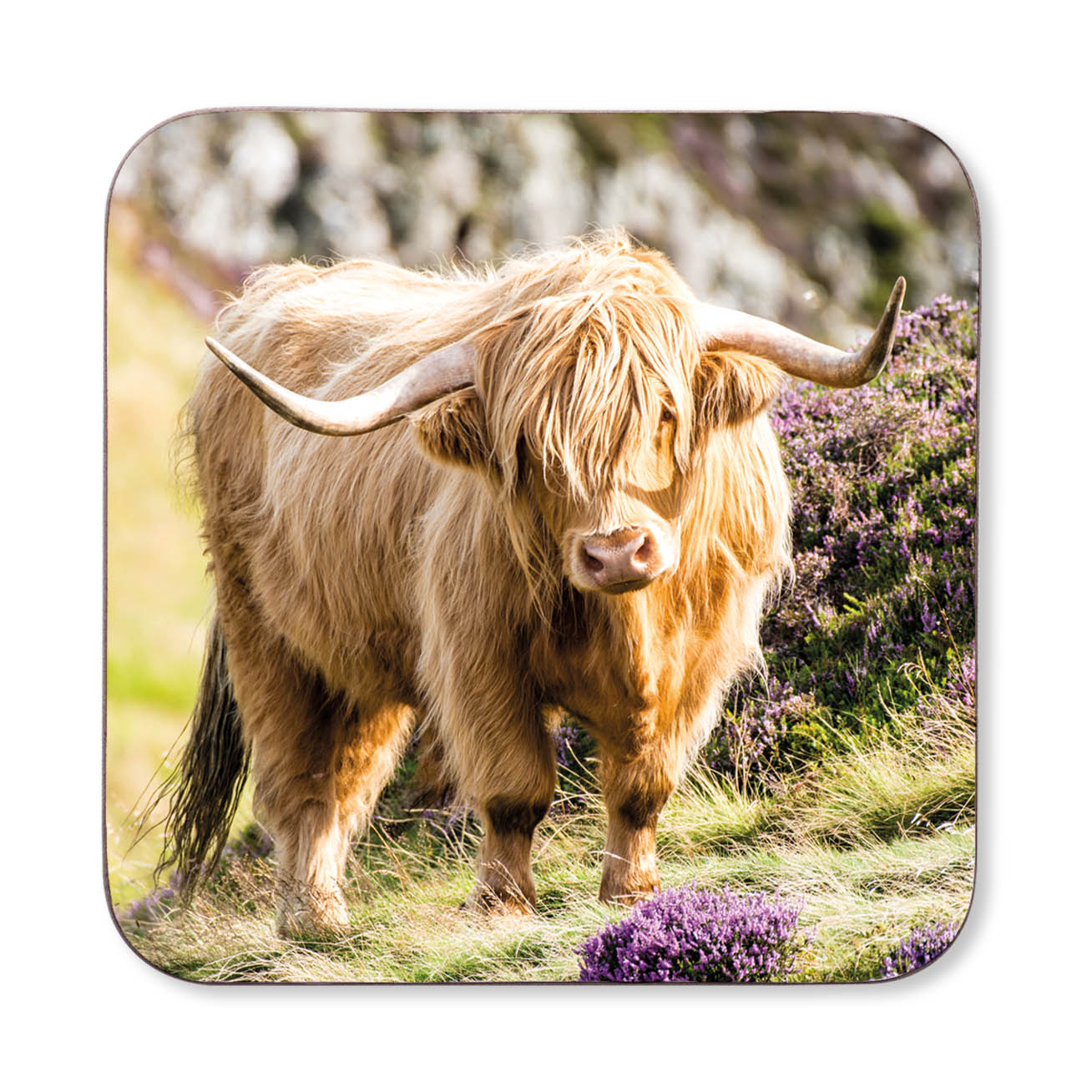 An image of a Highland cow in a field with purple heather on a coaster.