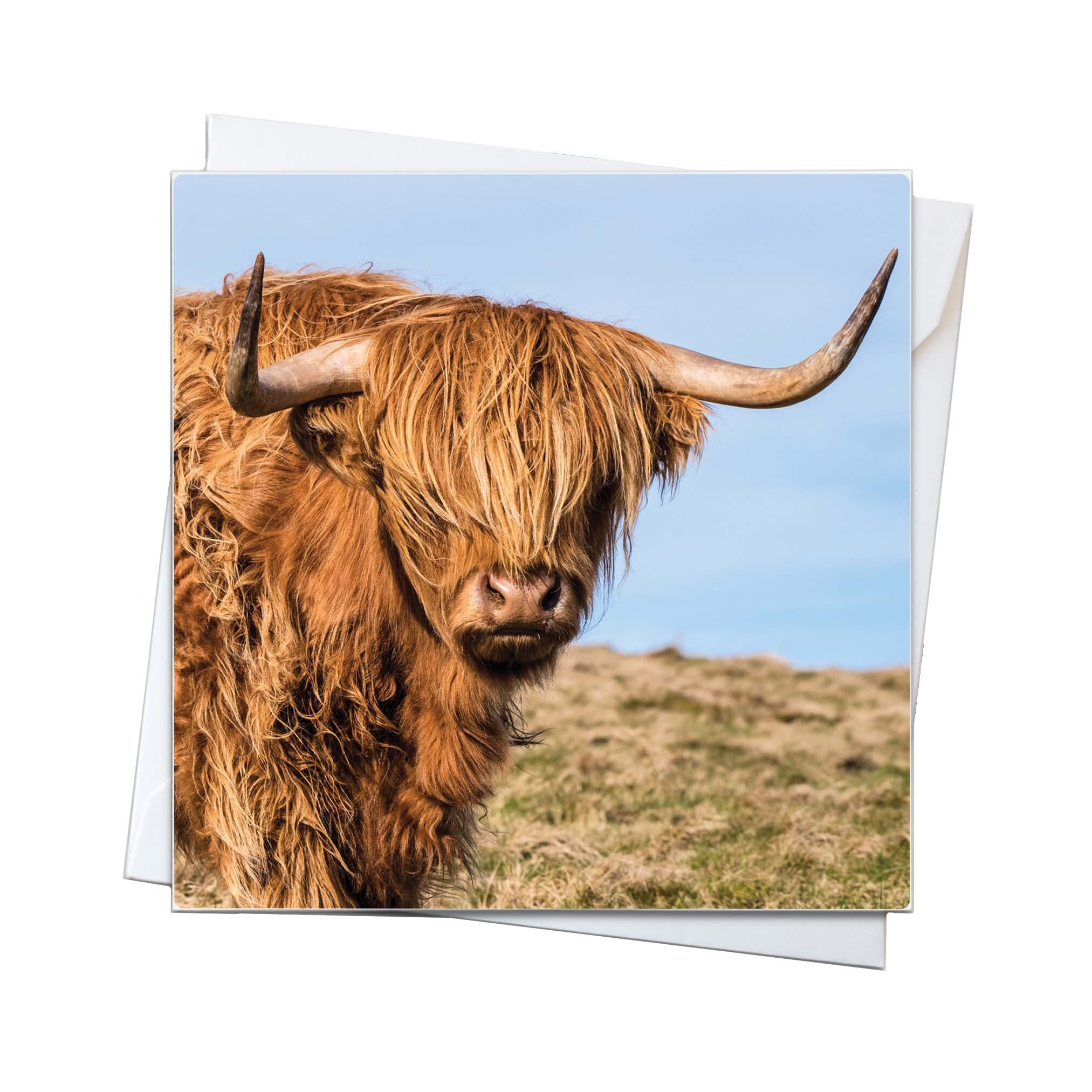 A picture of a highland cow on a square card.