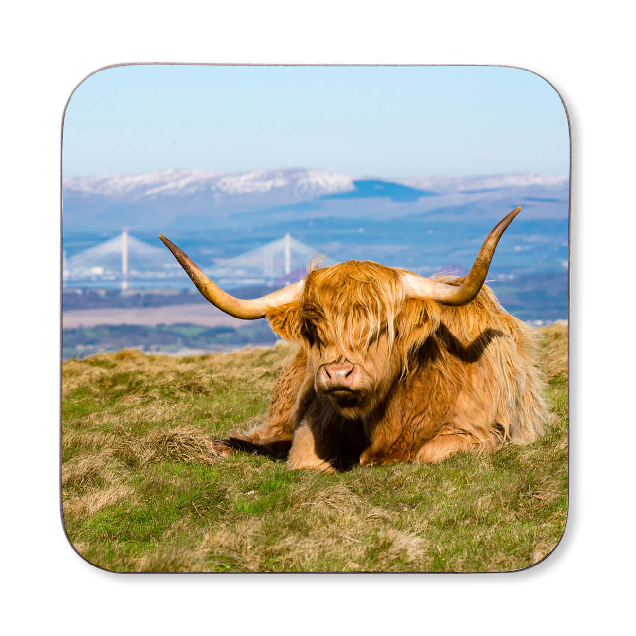 An image of a Highland cow lying on grass with a scenic background featuring the Queensferry Crossing on a coaster.