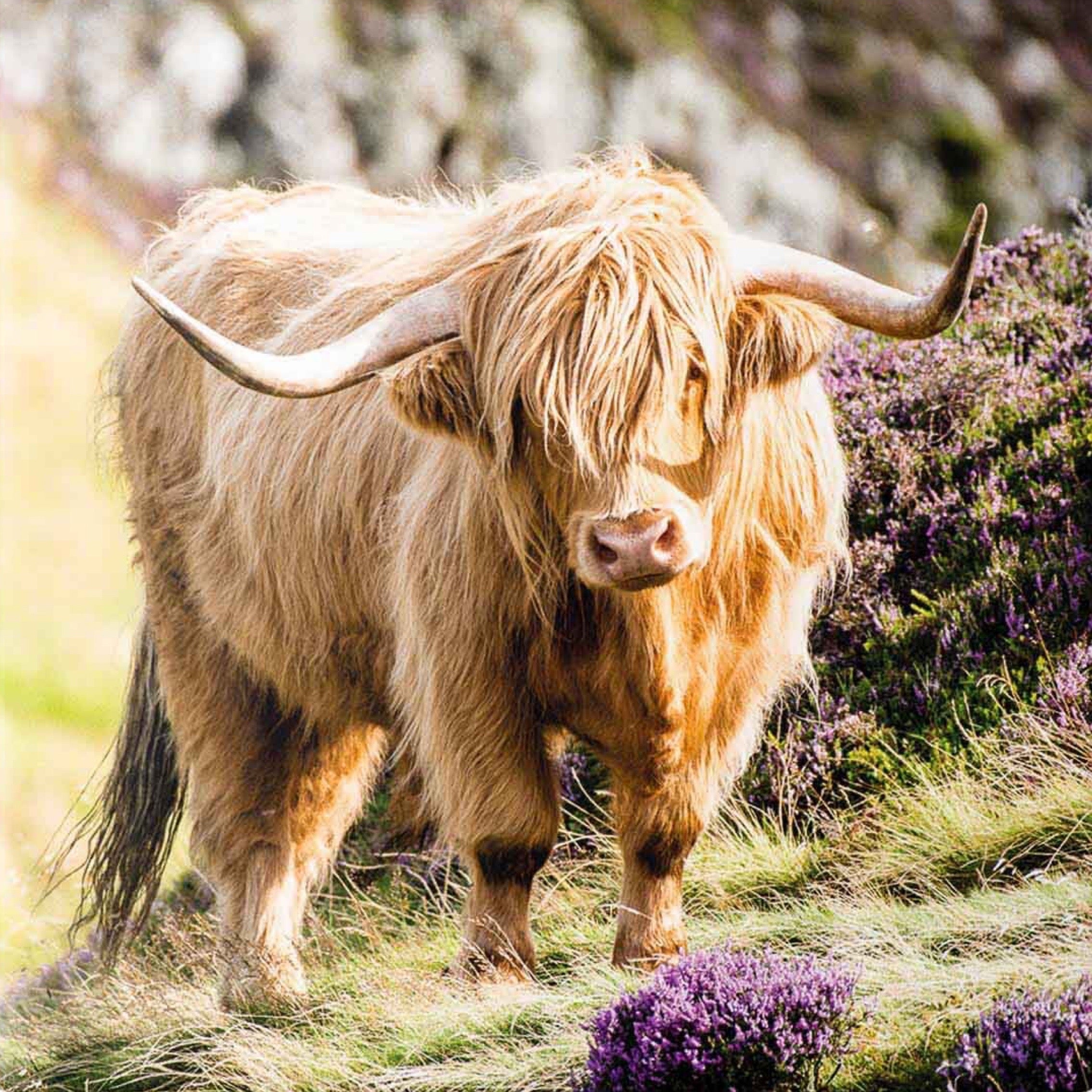 An image of a Highland Cow on a ceramic coaster.
