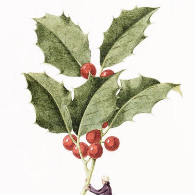 Illustration of holly leaves and berries on a white background.