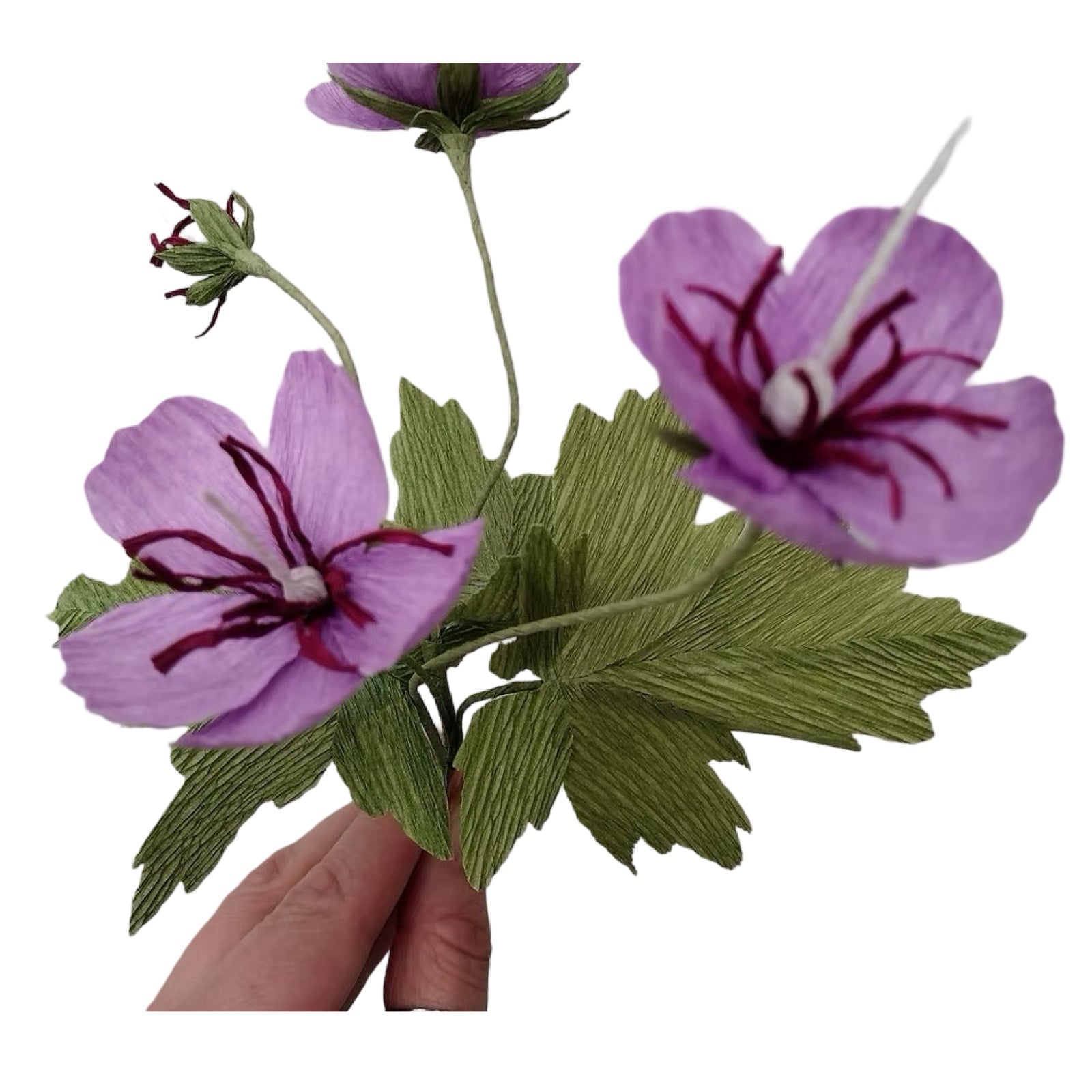 Purple flowers with green leaves held by a hand on a white background.
