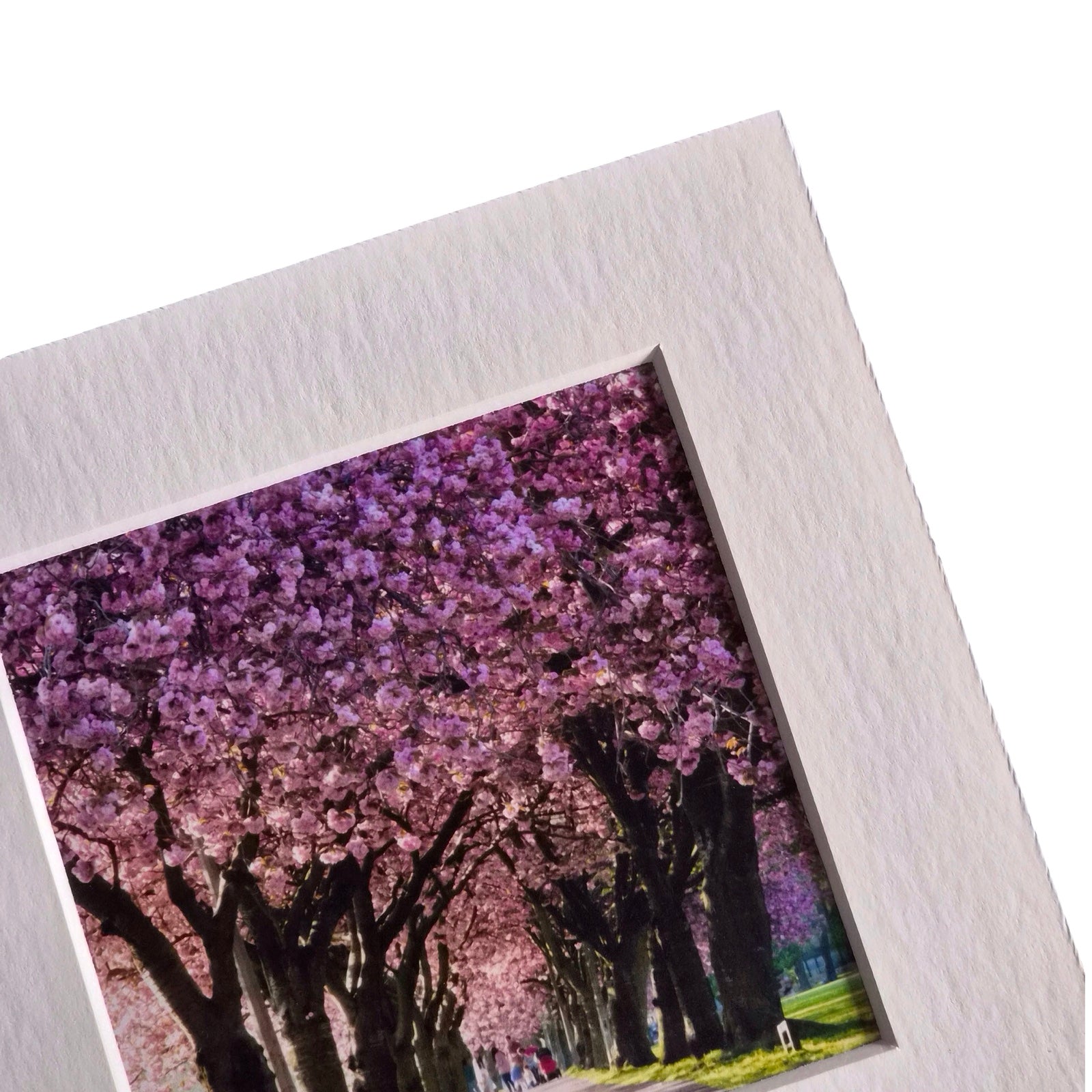 A square photo print with a wide white textured border, showing a scenic view of a cherry blossom-lined path with pink trees. The print is shown at an angle against a plain white background.