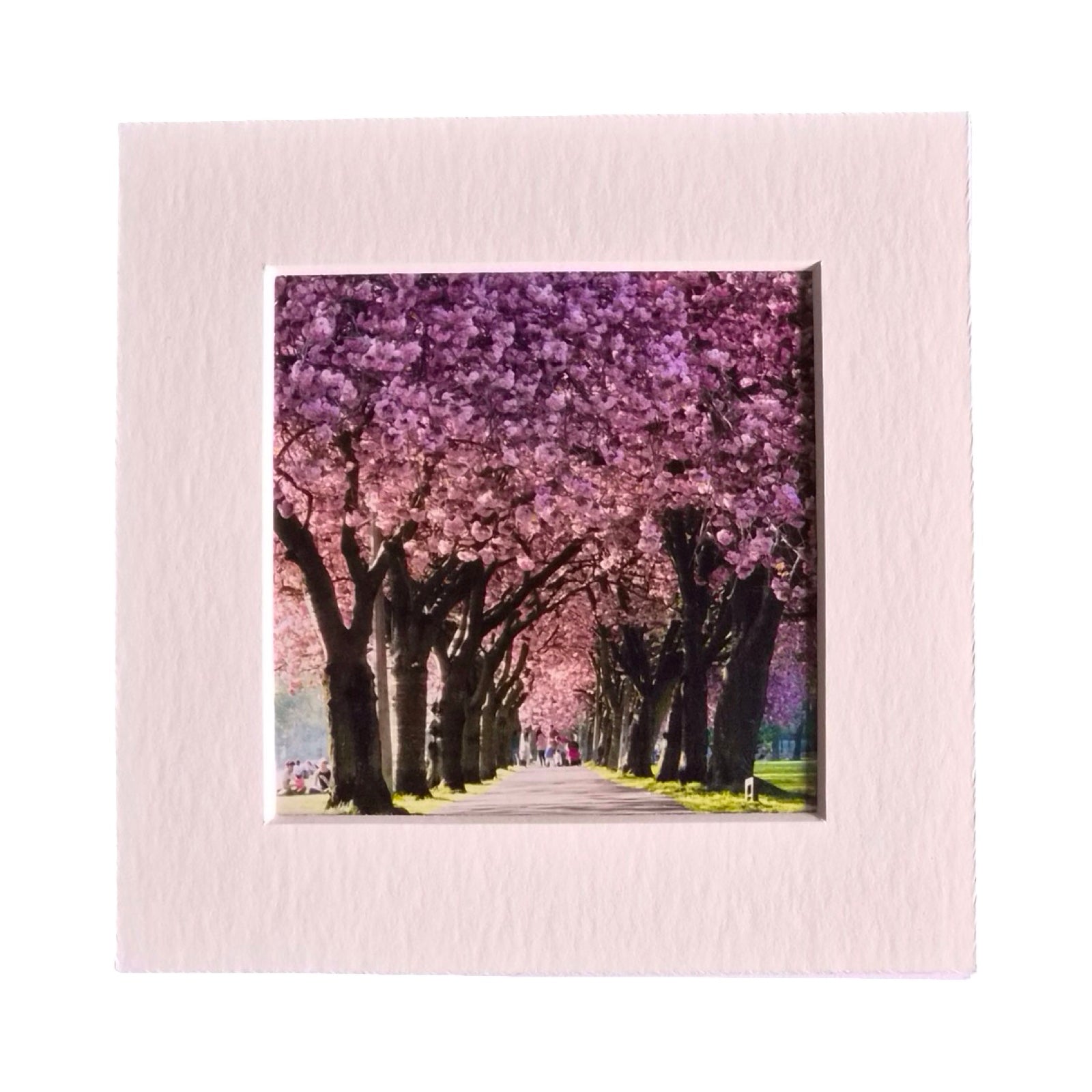 A square art print featuring a scenic photograph of a tree-lined path covered in pink blossoms, surrounded by a wide pale pink textured border on a white background.