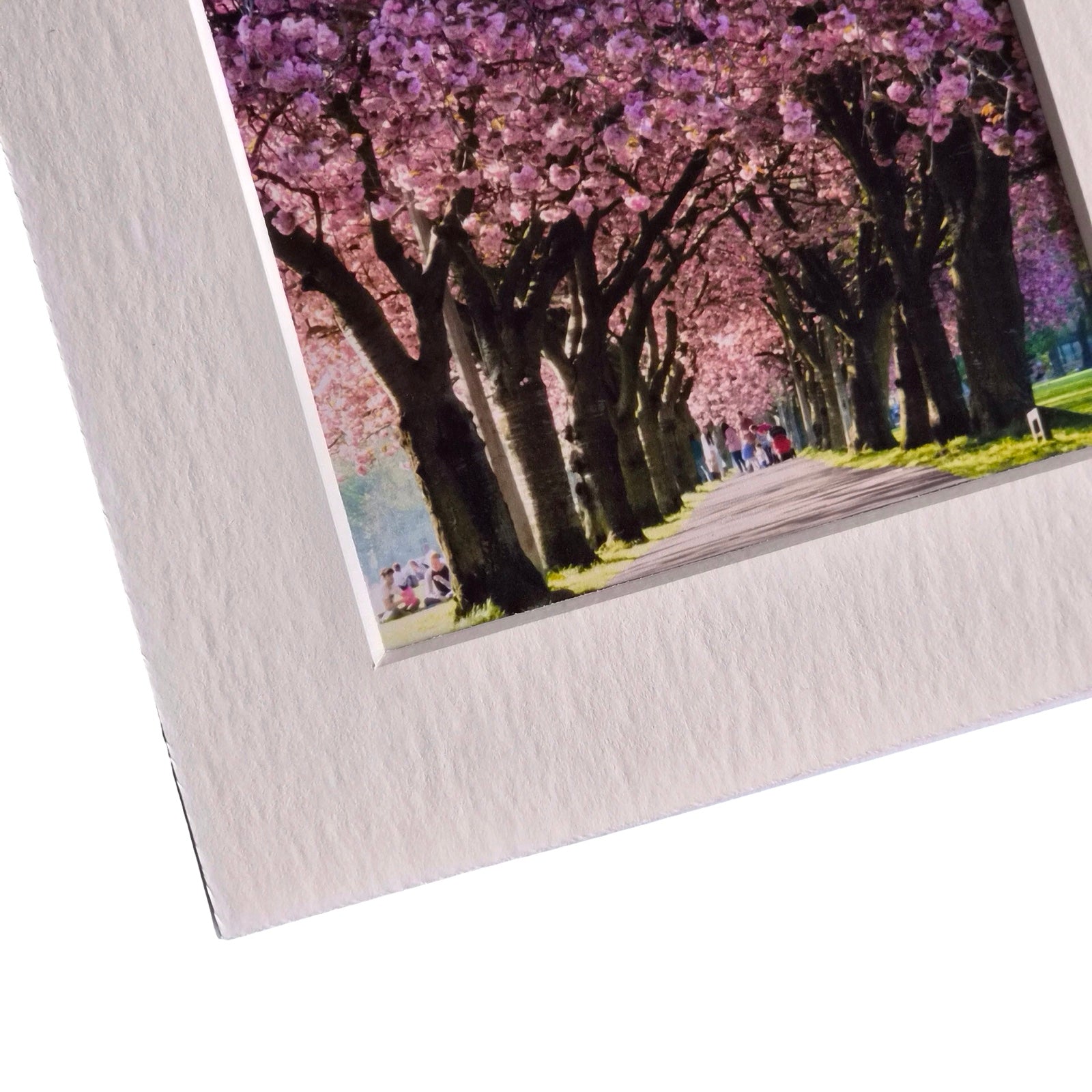 A square art print or photo print with a wide white border, showing a pathway lined with blooming pink cherry blossom trees. The print is photographed at an angle against a clean white background.