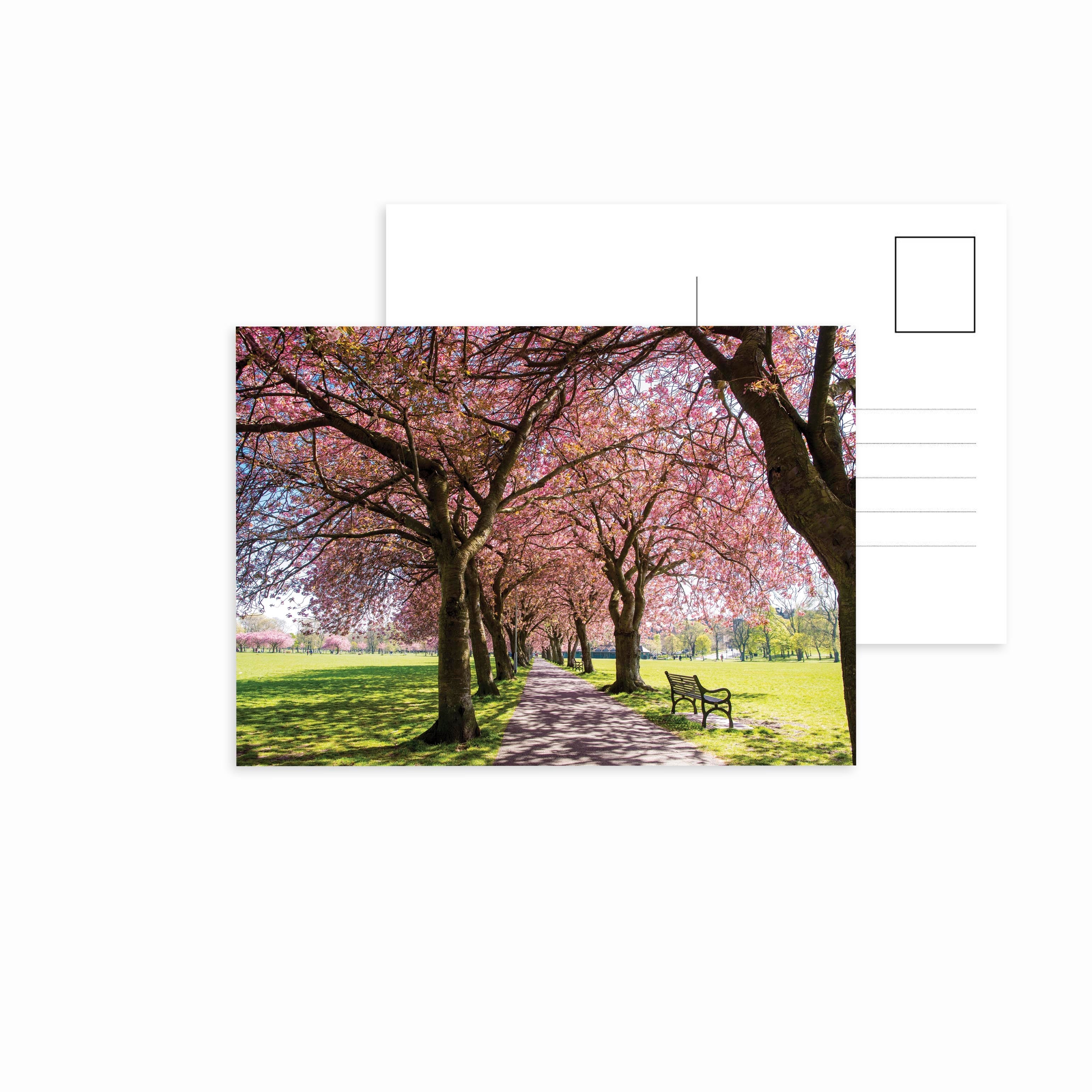 An image of the blossom in the Meadow Edinburgh on a postcard.