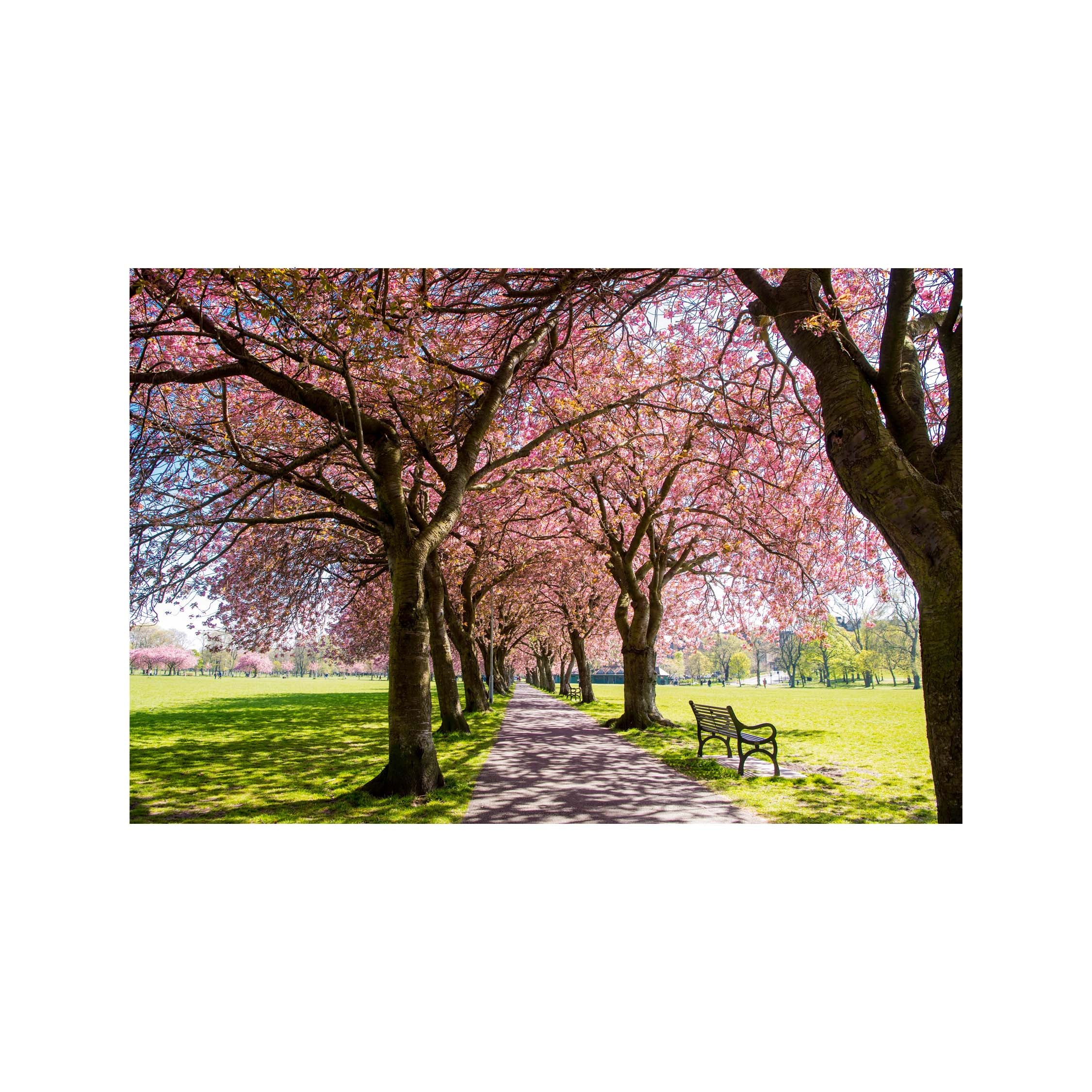 An image of the Meadows Edinburgh.