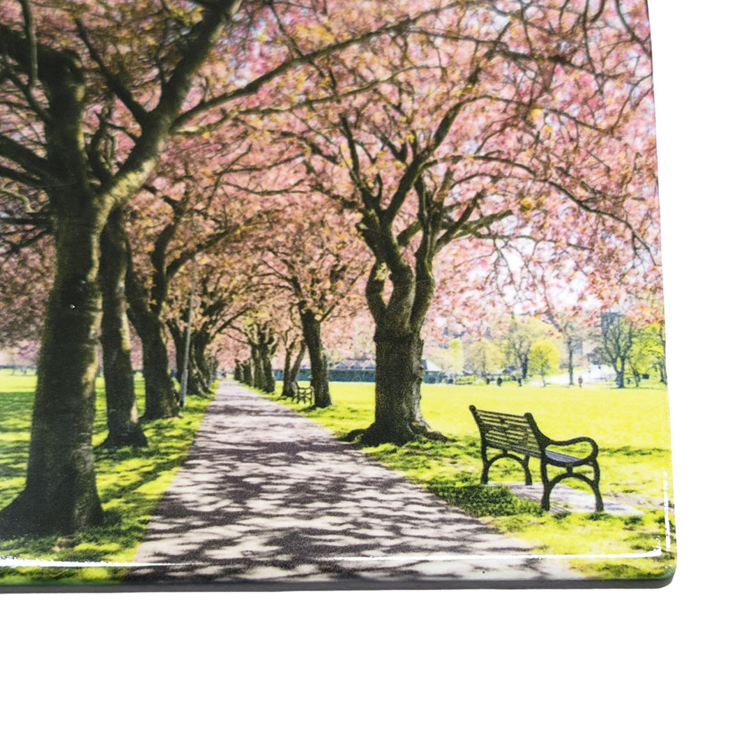 Pathway lined with cherry blossom trees and benches in a park on a ceramic coaster.
