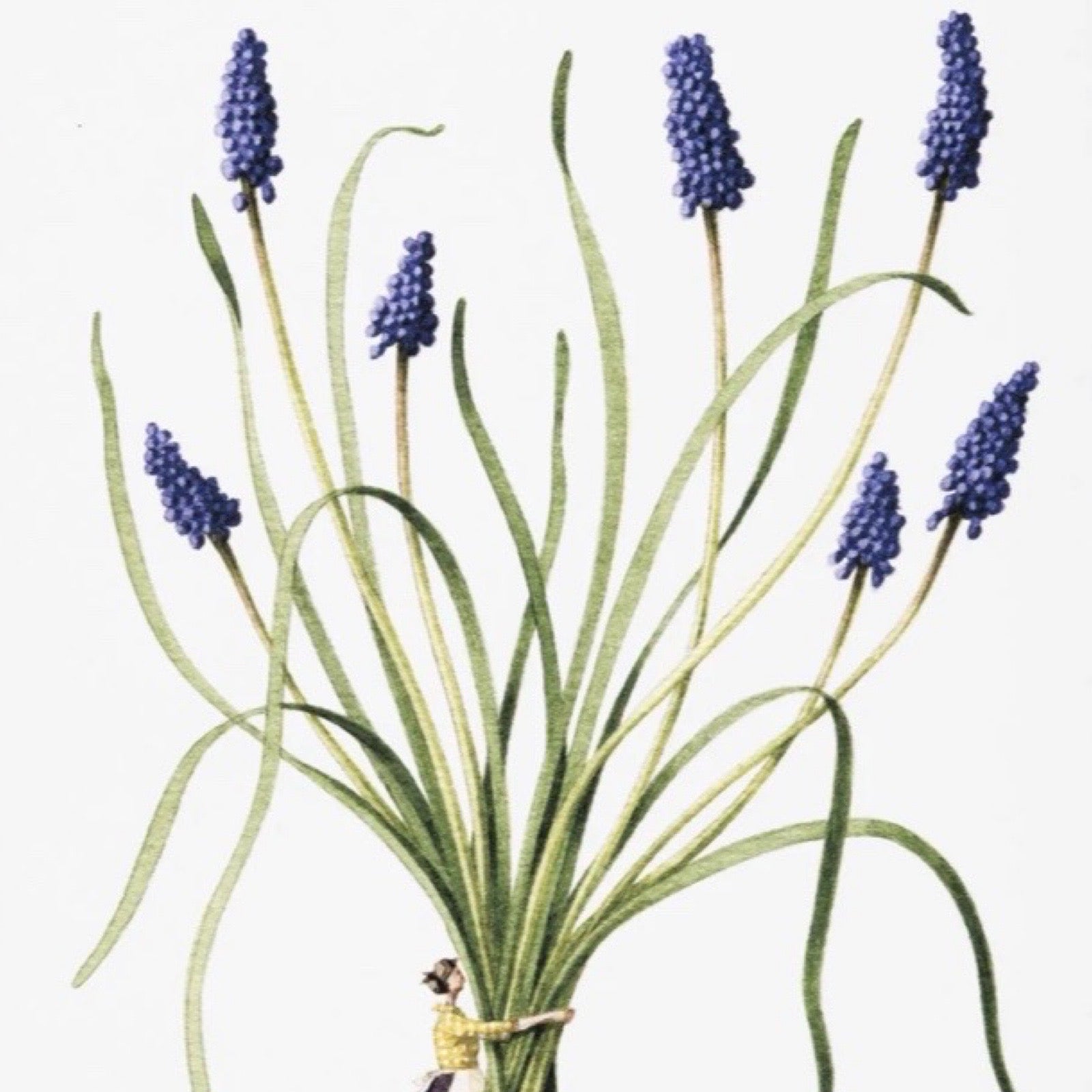 Illustration of blue flowers with green stems on a white background.