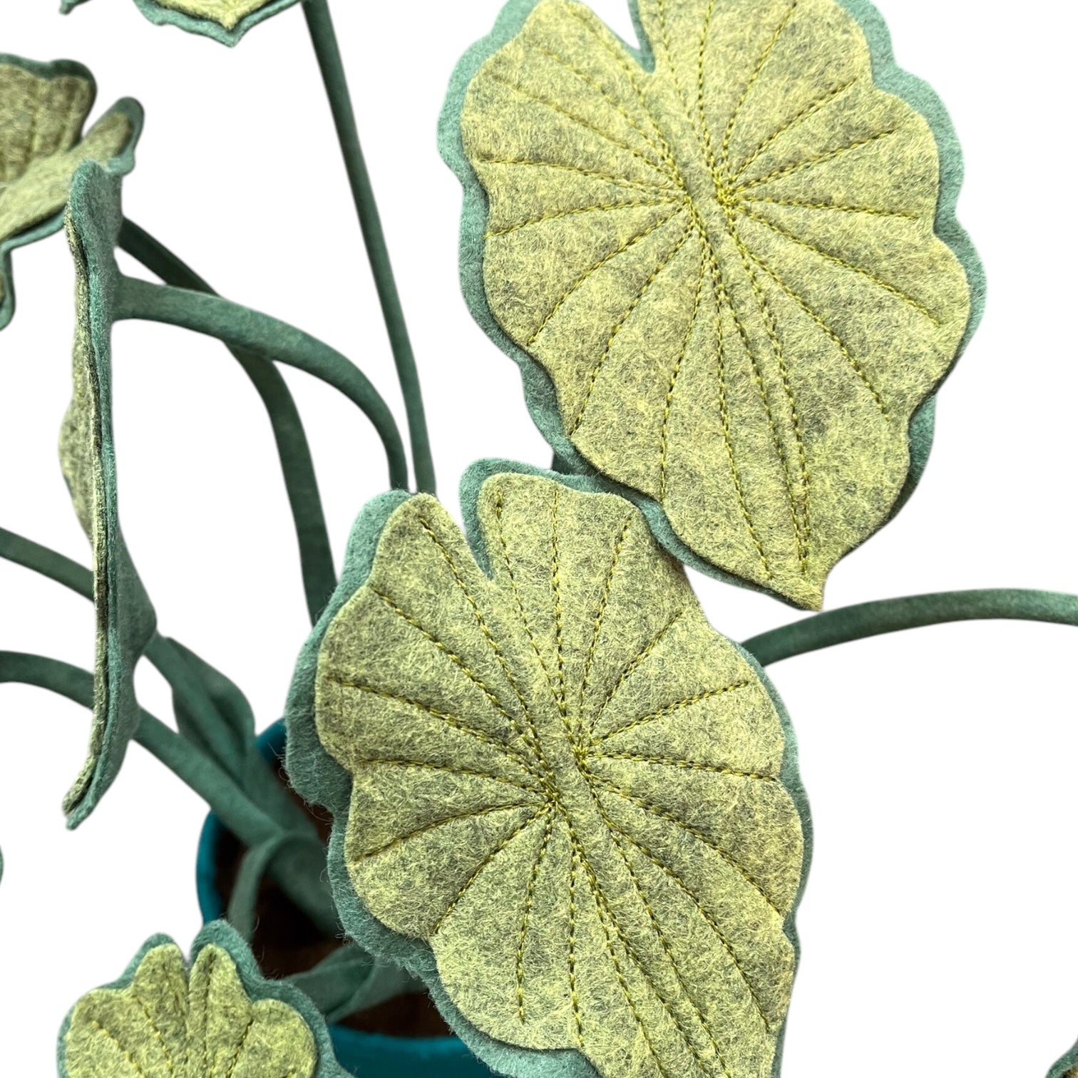 close up photo of philodendron marl felt plant