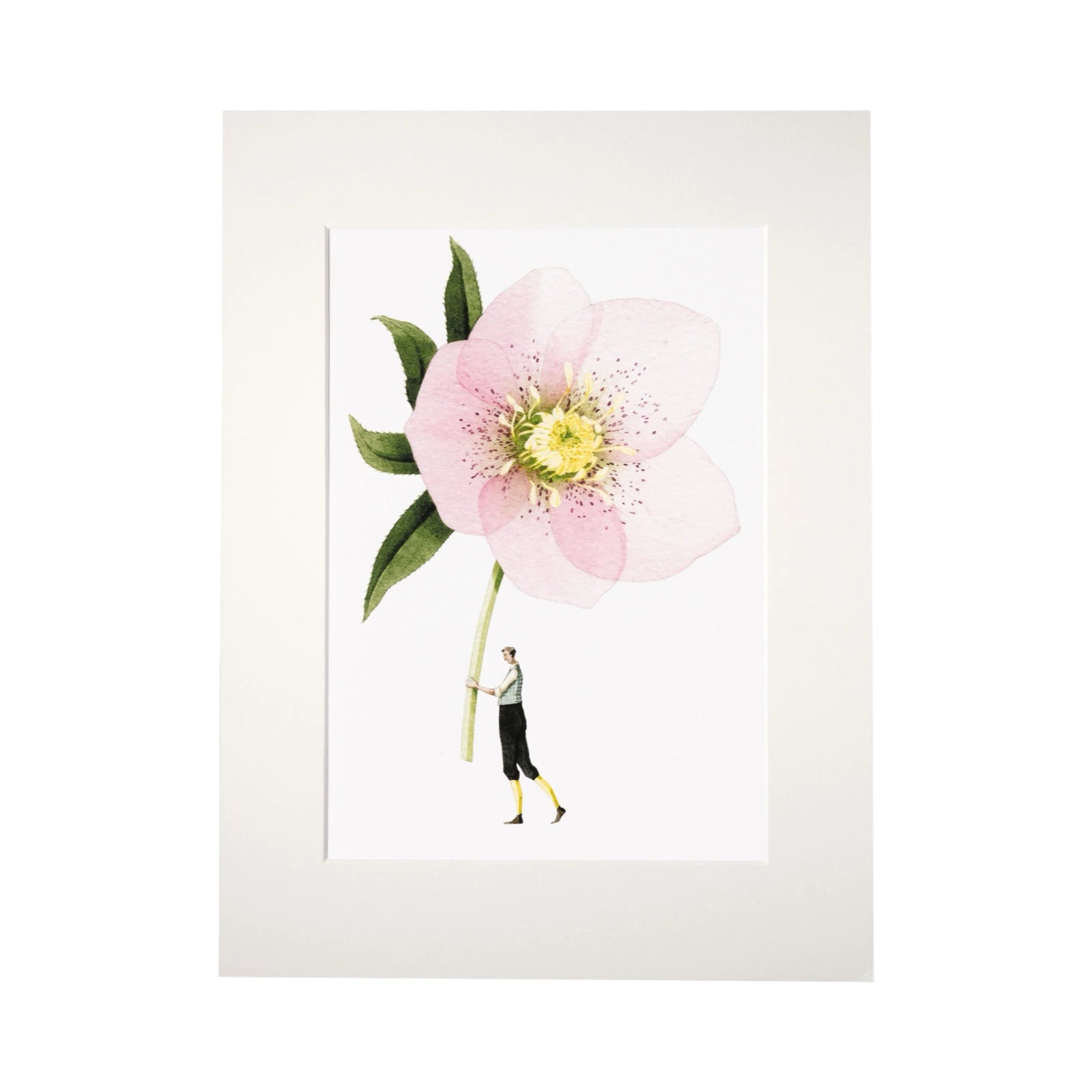 A floral print of a man holding a gorgeous giant pink hellebore flower.