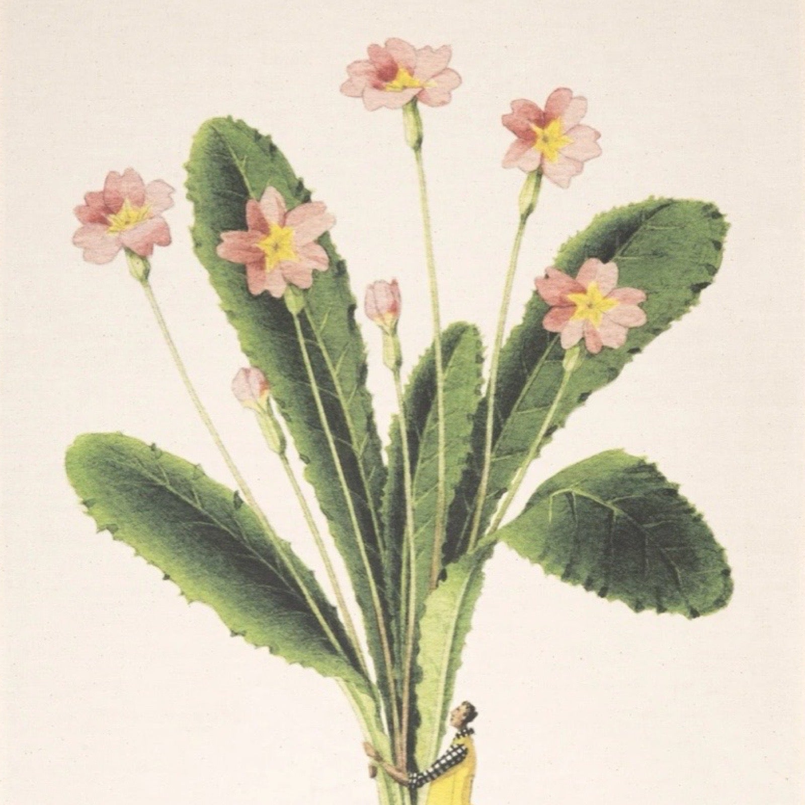 Illustration of a plant with pink flowers and green leaves on a light background.