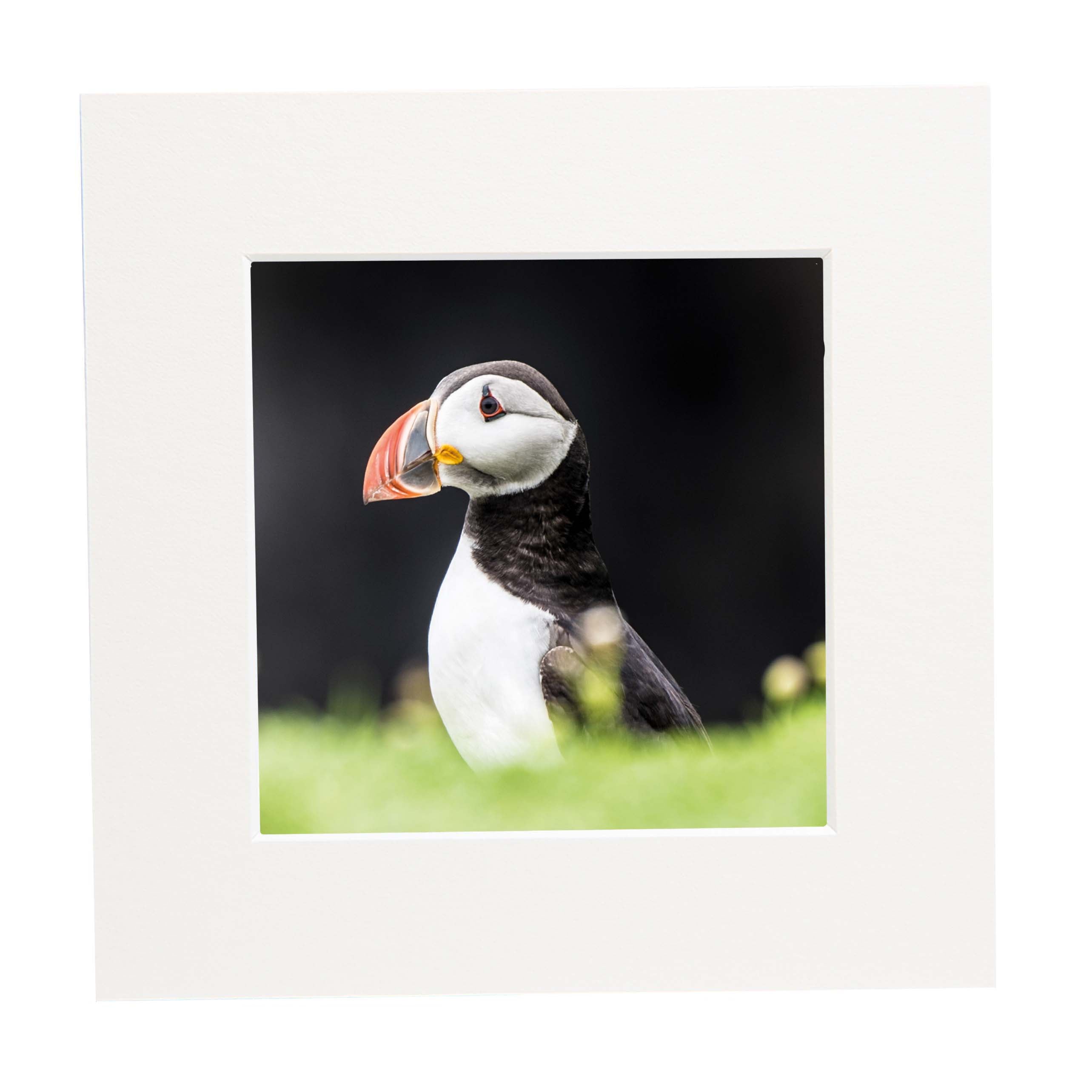 A mounted print of a Puffin.