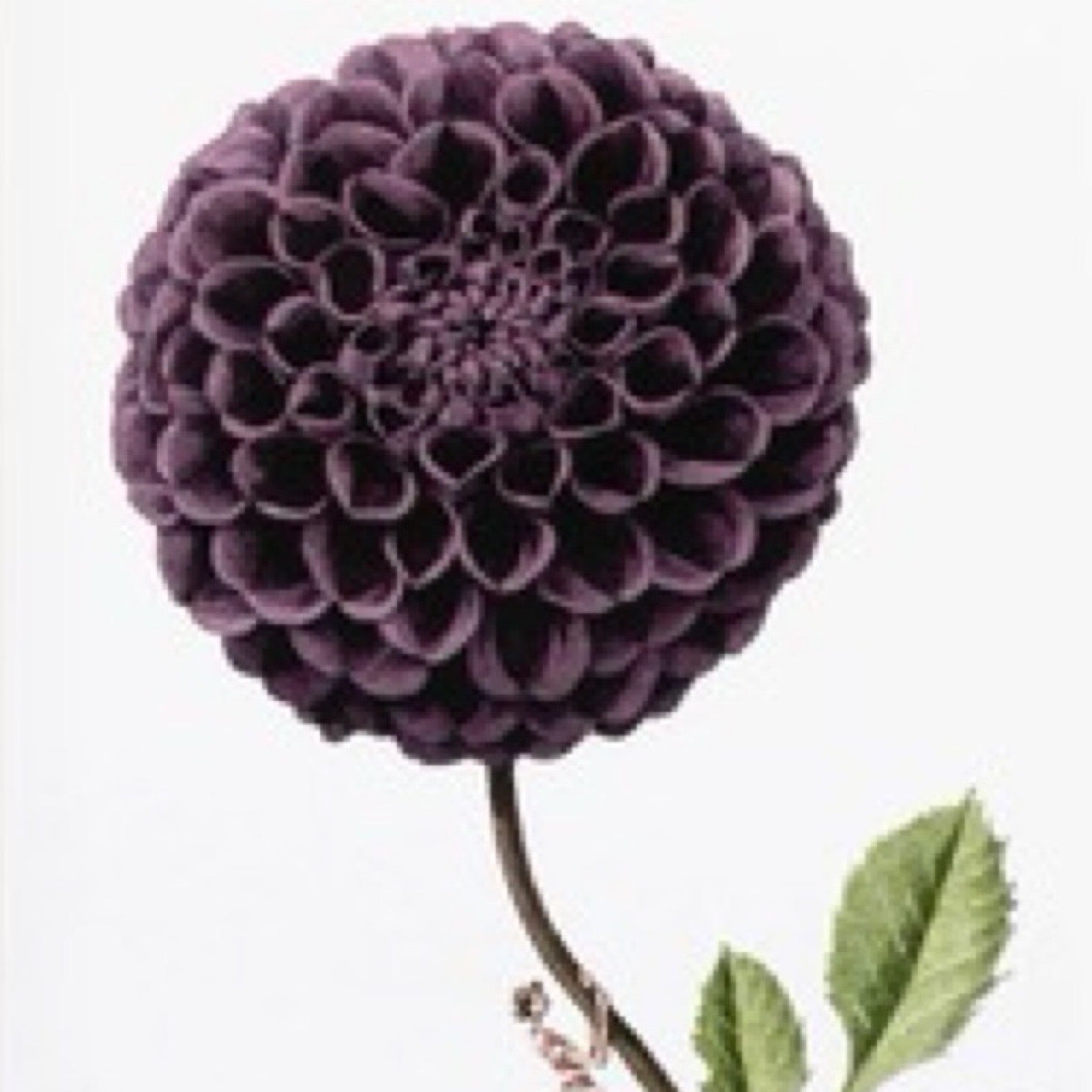 Purple flower with green leaves on a white background.