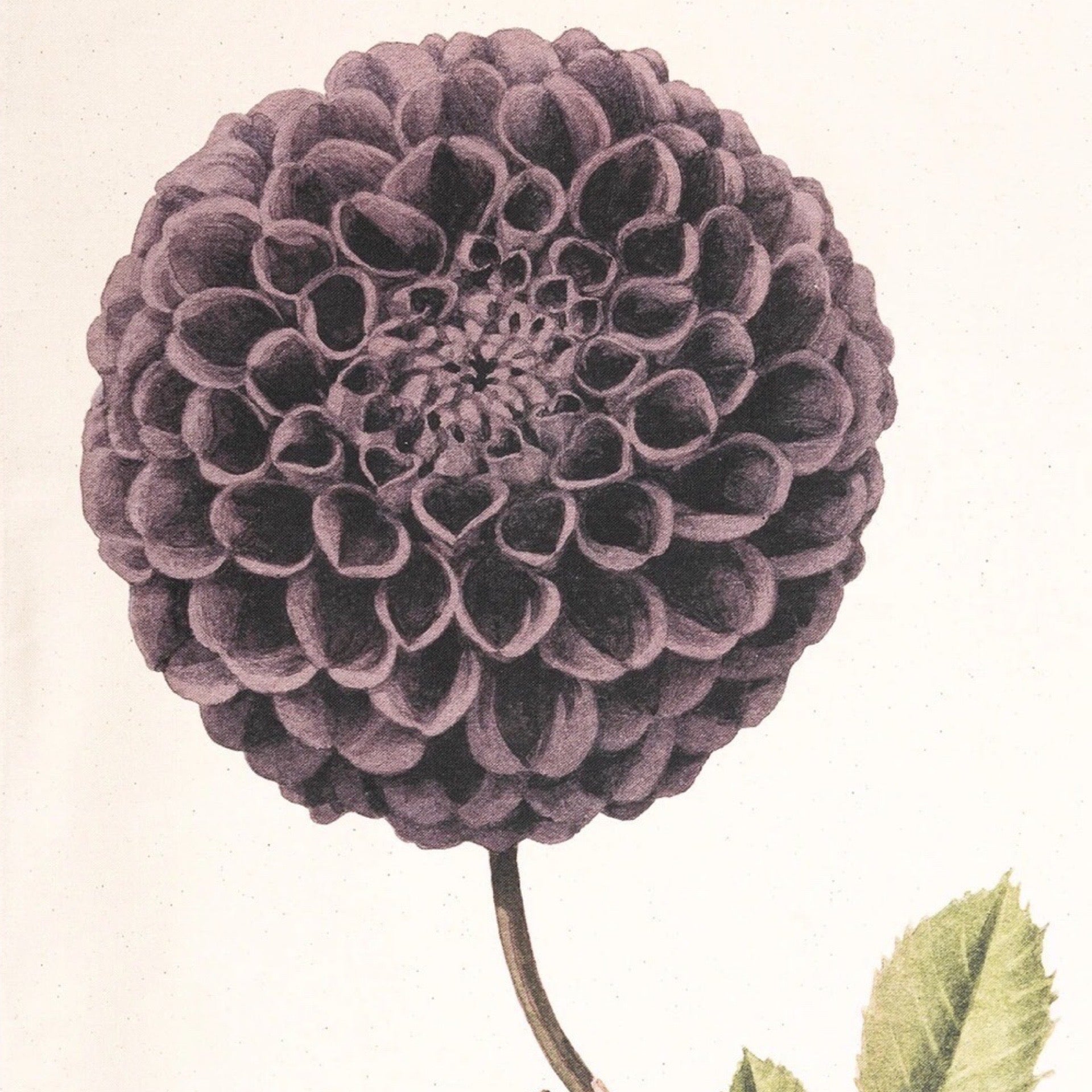 Close-up of a purple flower with a beige background.