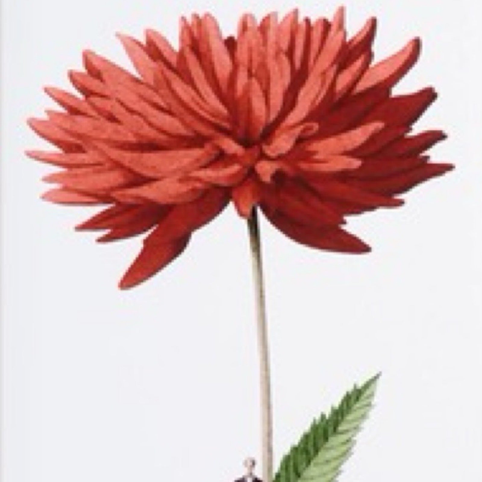 Red flower with a green leaf on a white background.