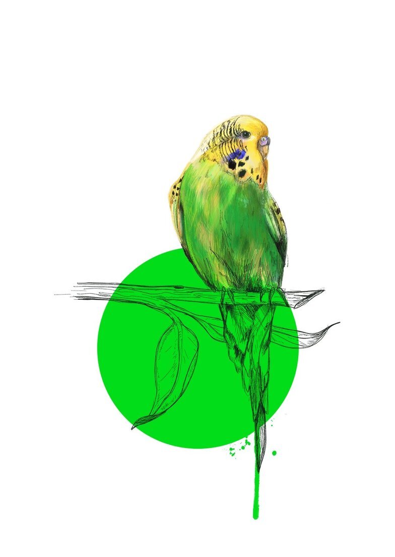 Budgie on a Branch Print