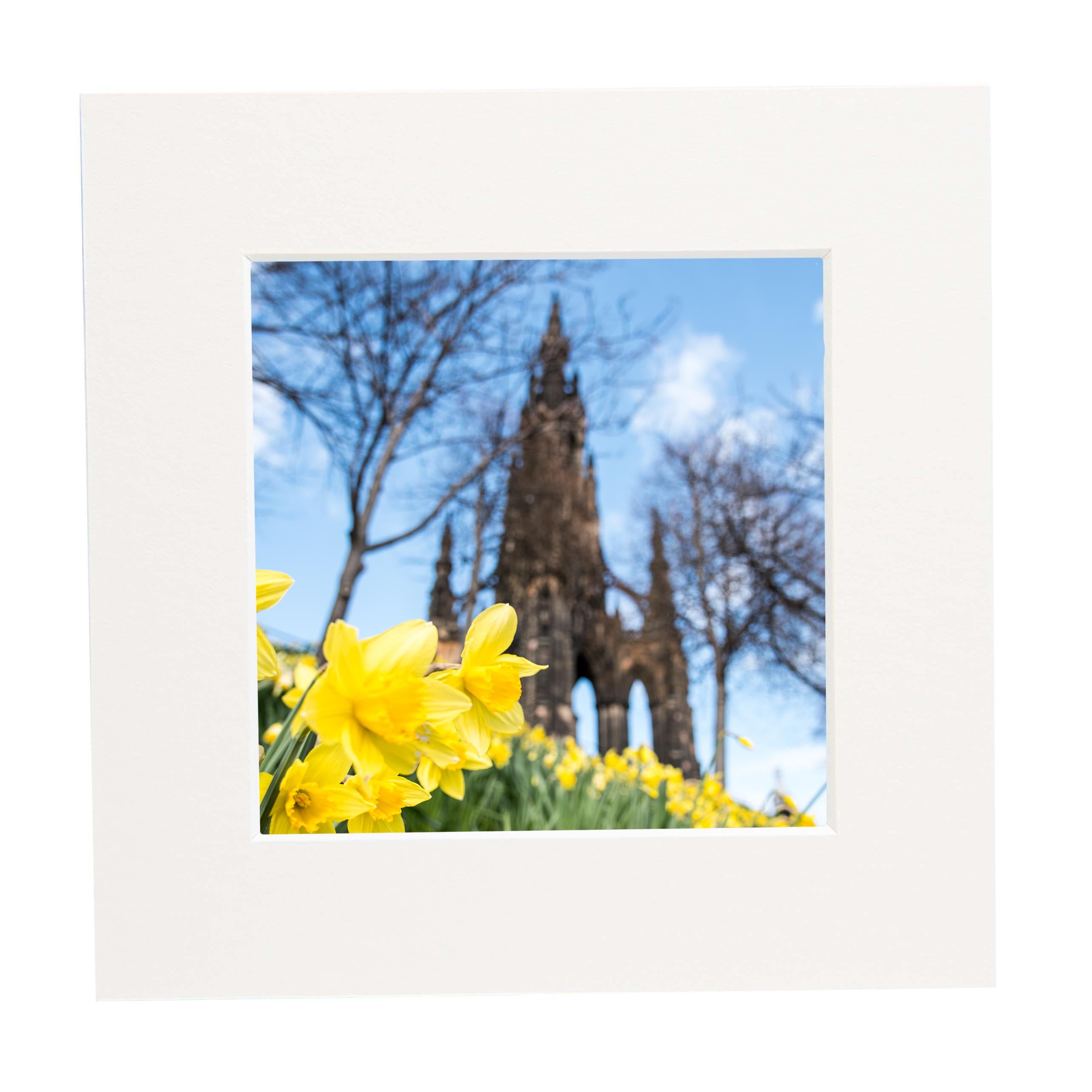 A square mounted picture of daffodils in front of the Scott Monument Edinburgh.