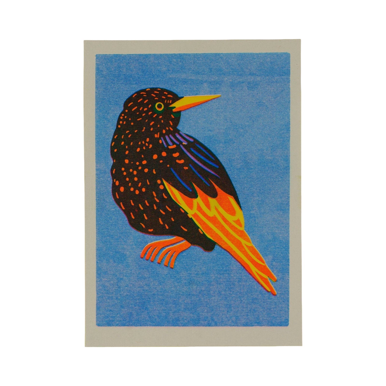 Colourful bird illustration on a blue background.