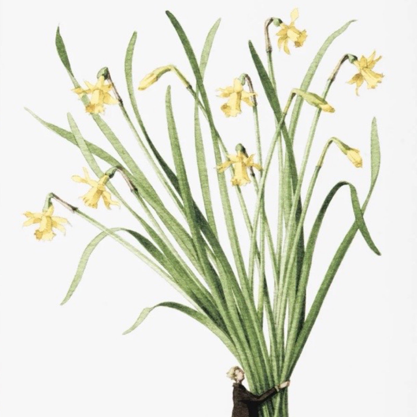 Illustration of yellow flowers being held by a woman.
