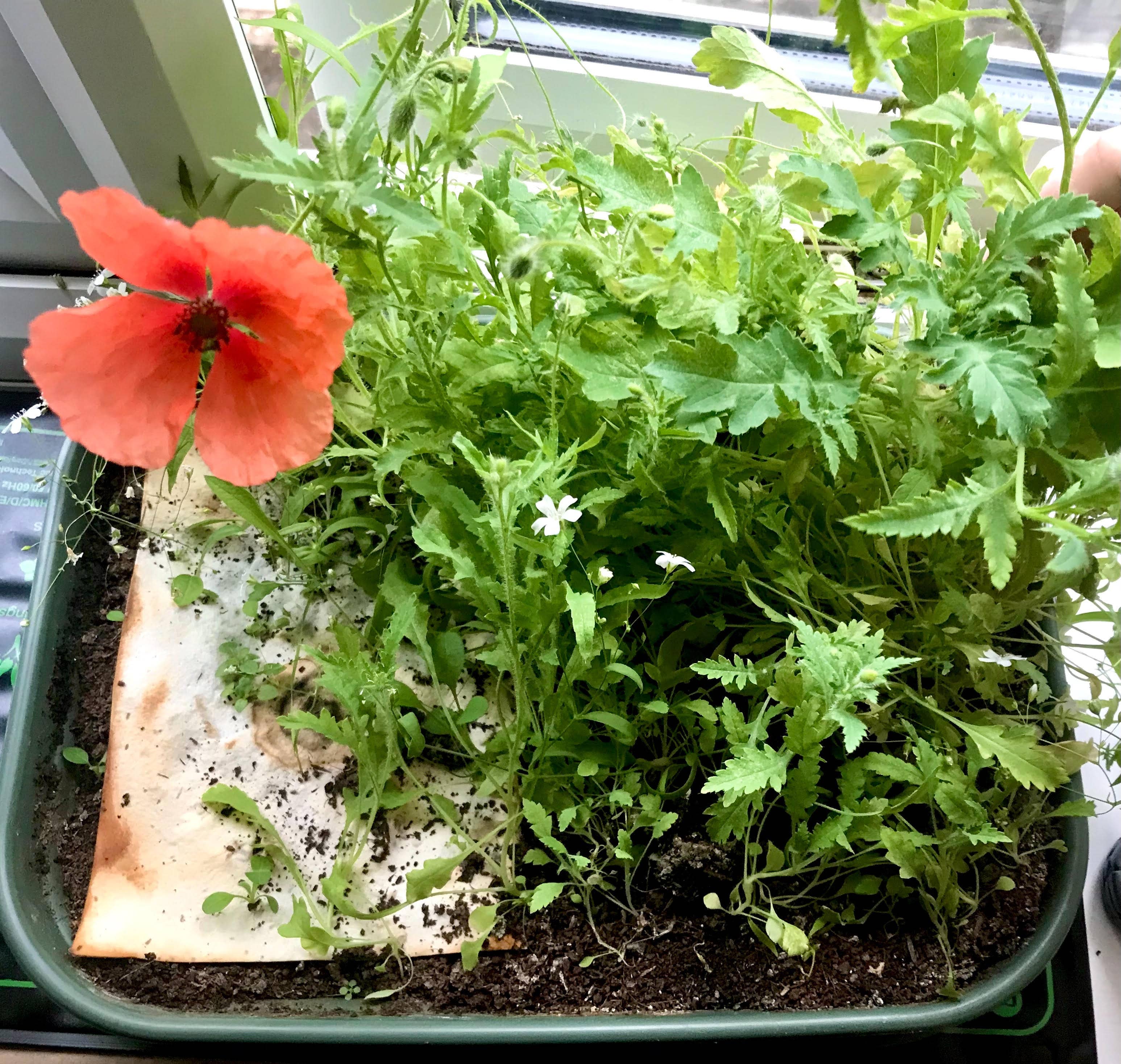 Potted plant with a red flower and green leaves on a windowsill